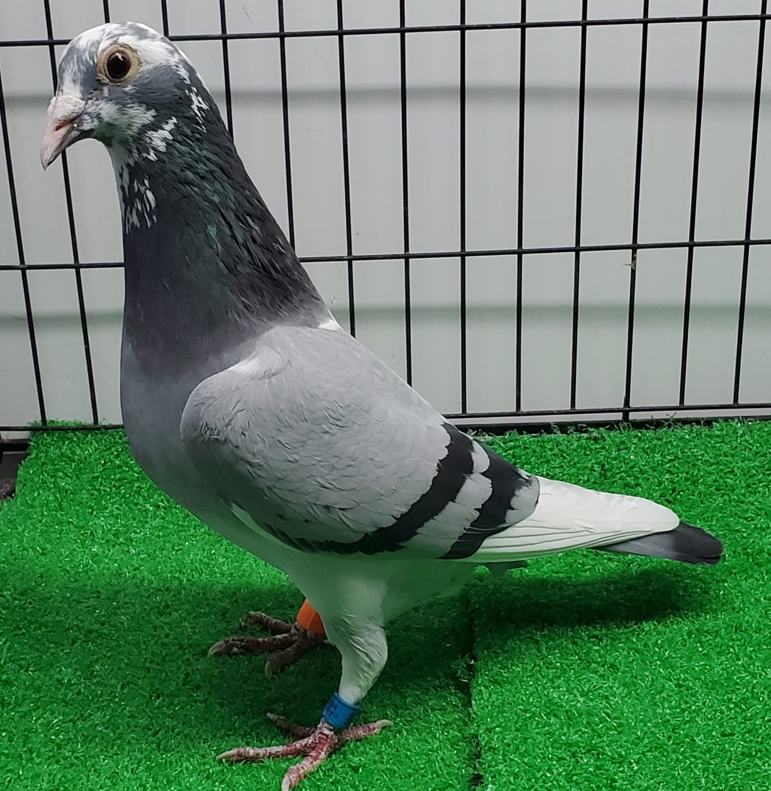 『The Pigeon』 Hot Spot 1 Pattaya - 245 KM - fast race. We had 46 pigeons