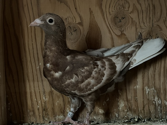 Preview Image 1