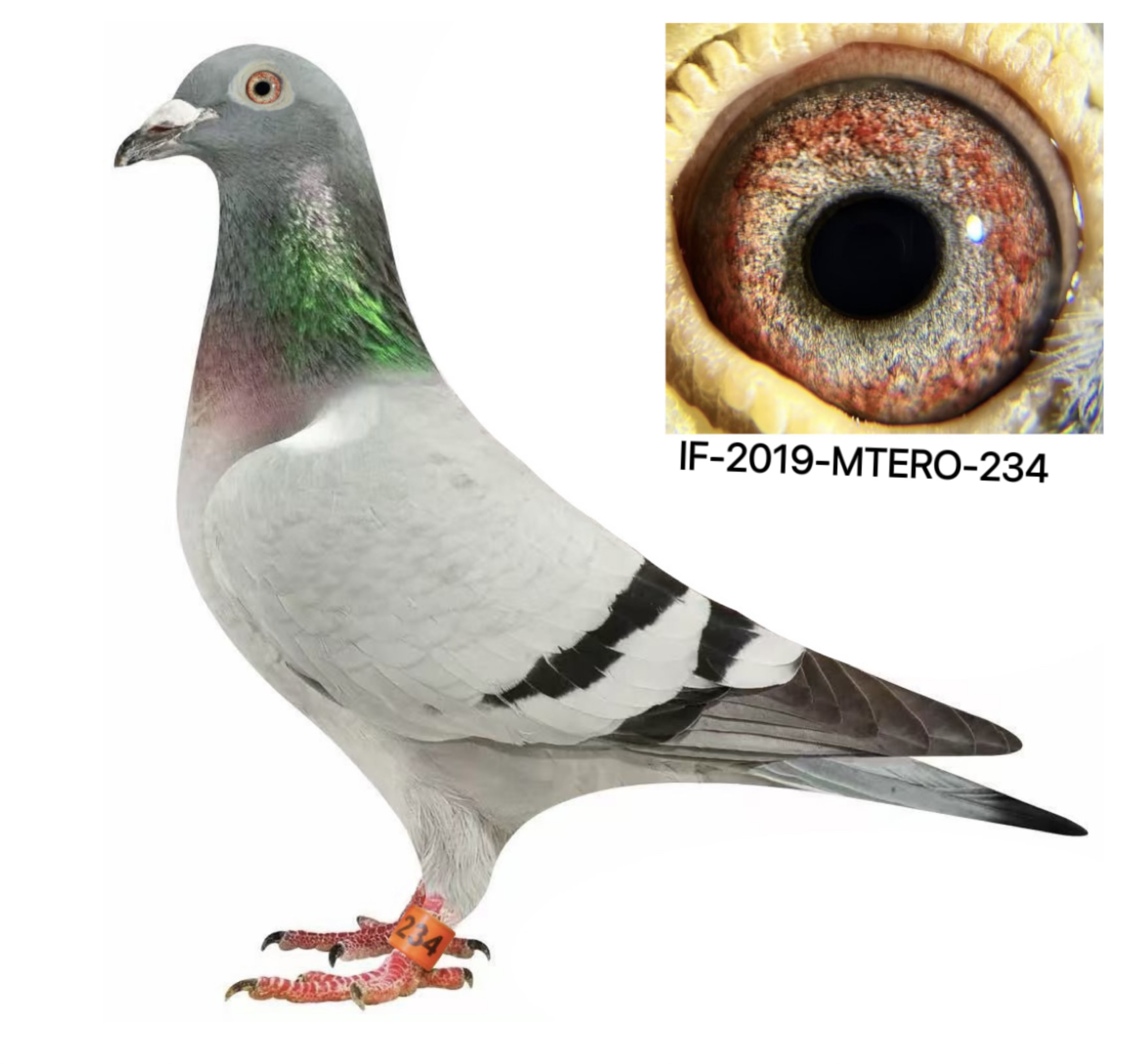 Hofkens
De Rauw-Sablon