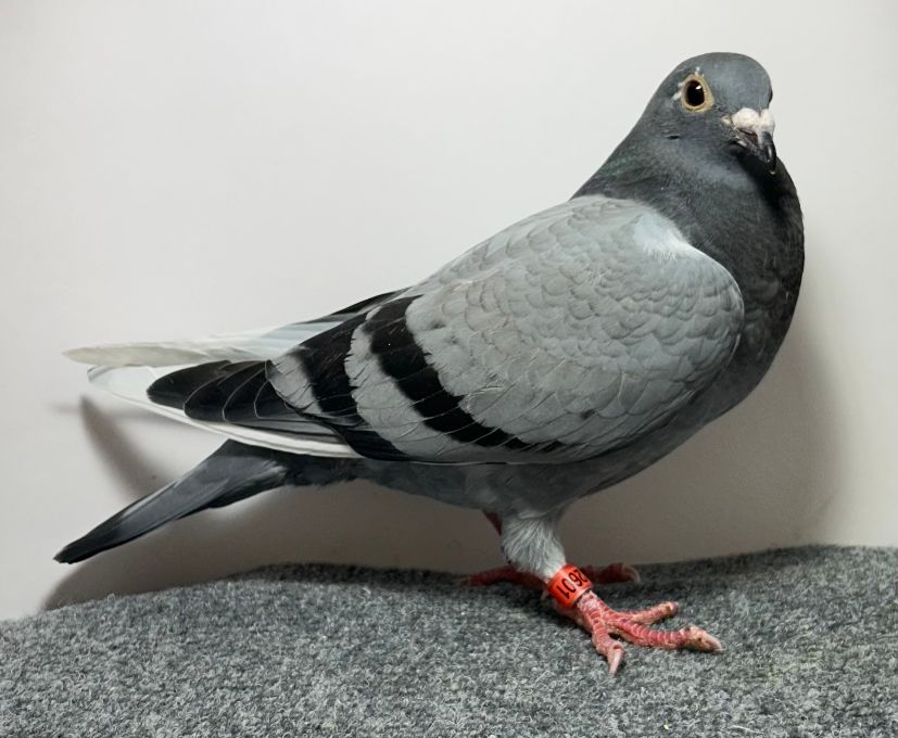 2601 WICK AU 2026 BBWF H