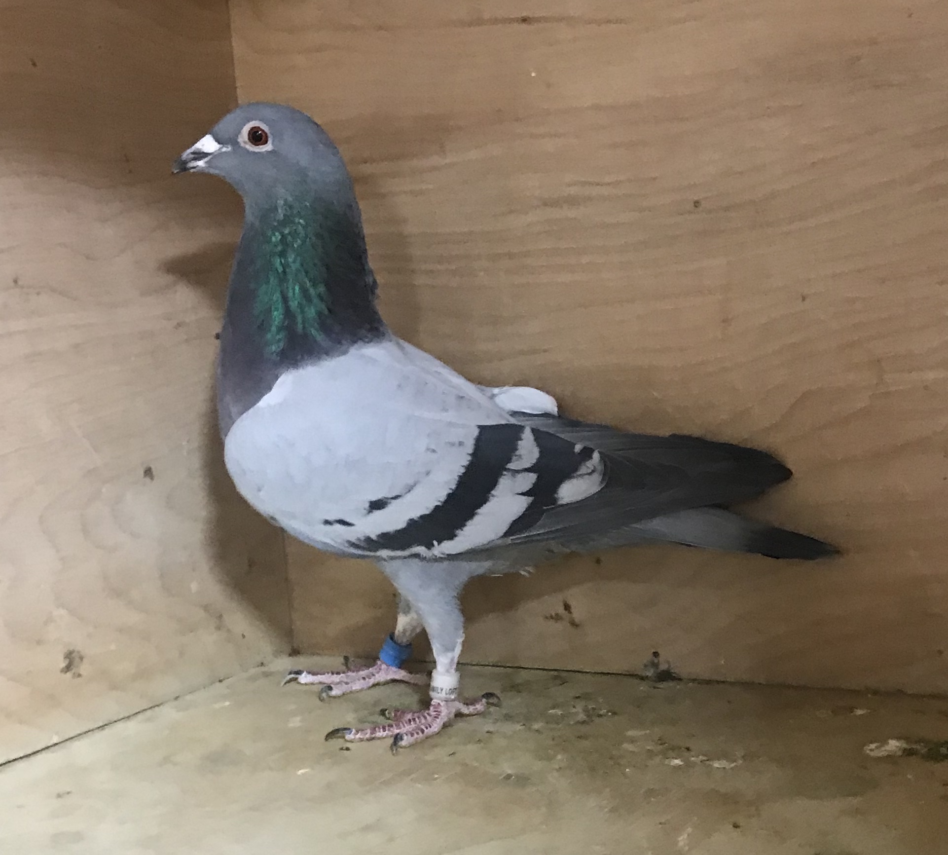 Racing Pigeon Auction