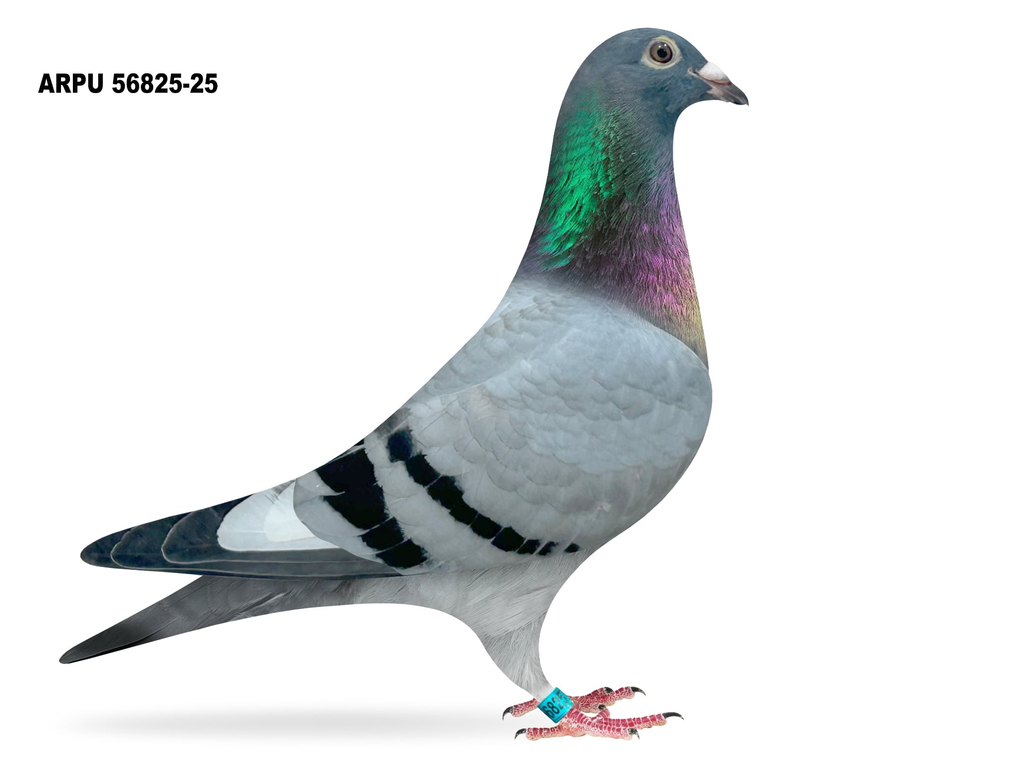 iPigeon.com - Racing Pigeon Auction