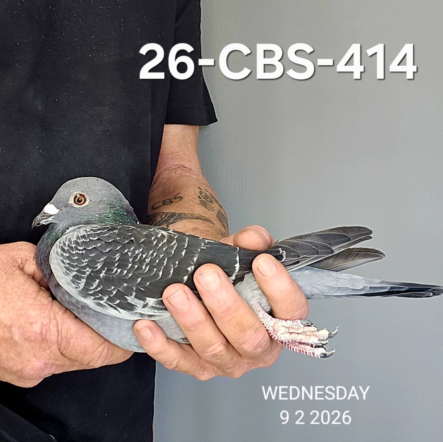 26-CBS-414 Dark Check cock. 
