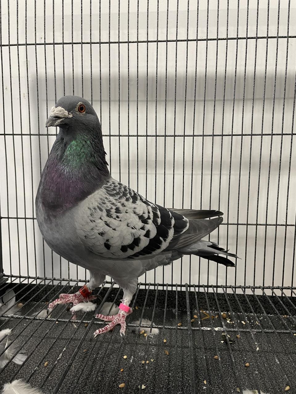iPigeon.com - Racing Pigeon Auction