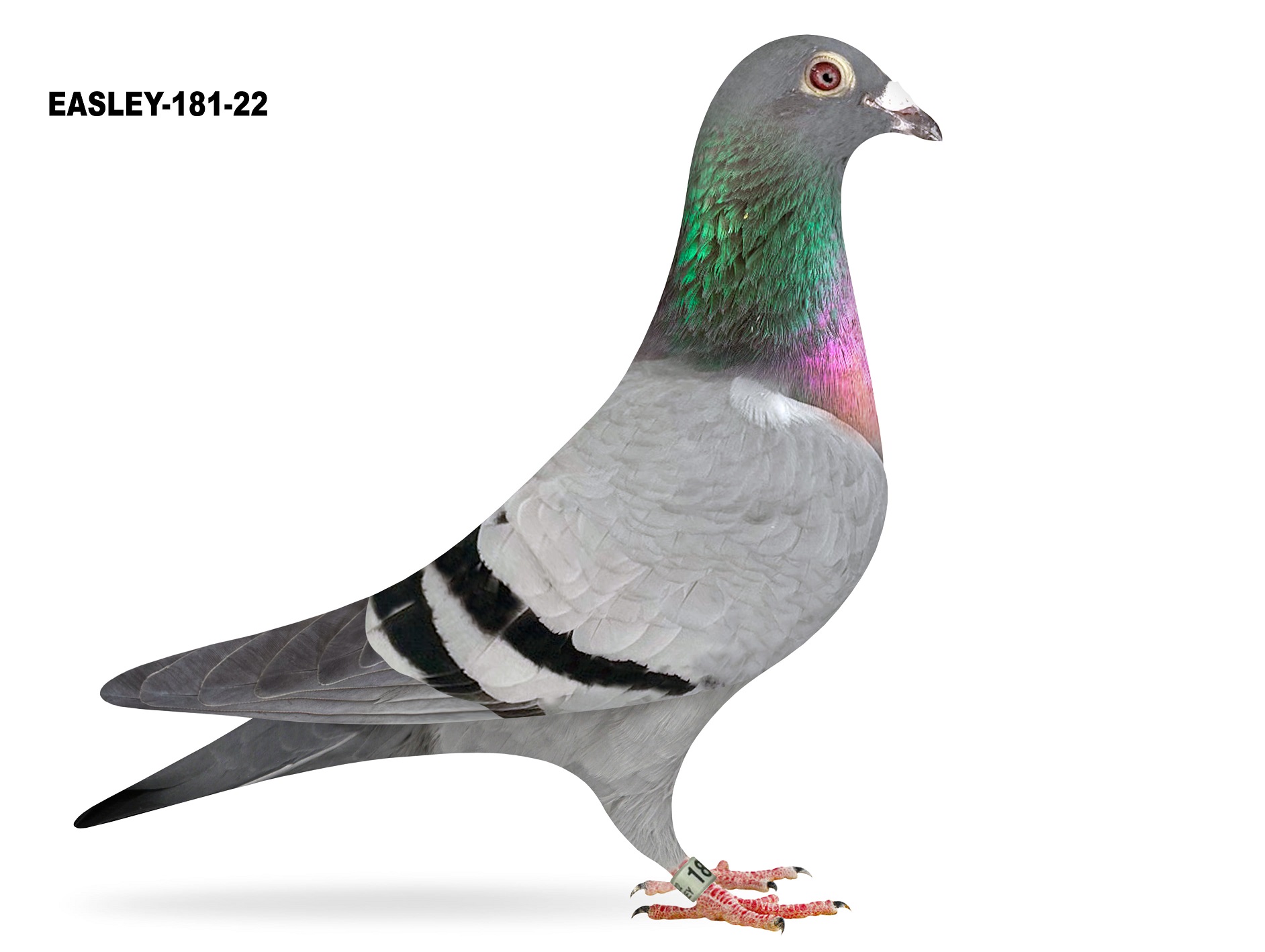 EASLEY-181-22 BB HEN