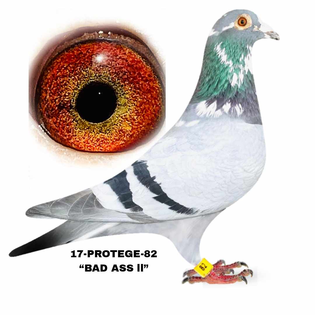 17-PROTEGE-82 Blue Bar Splah Cock.