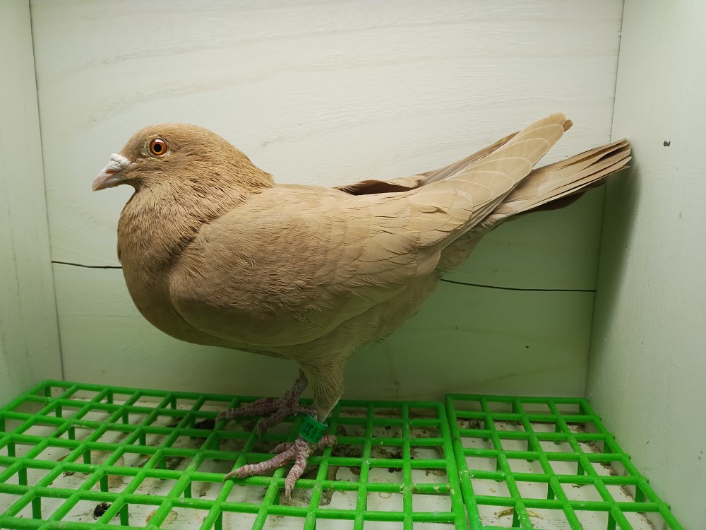 Recessive yellow Meuleman hen 