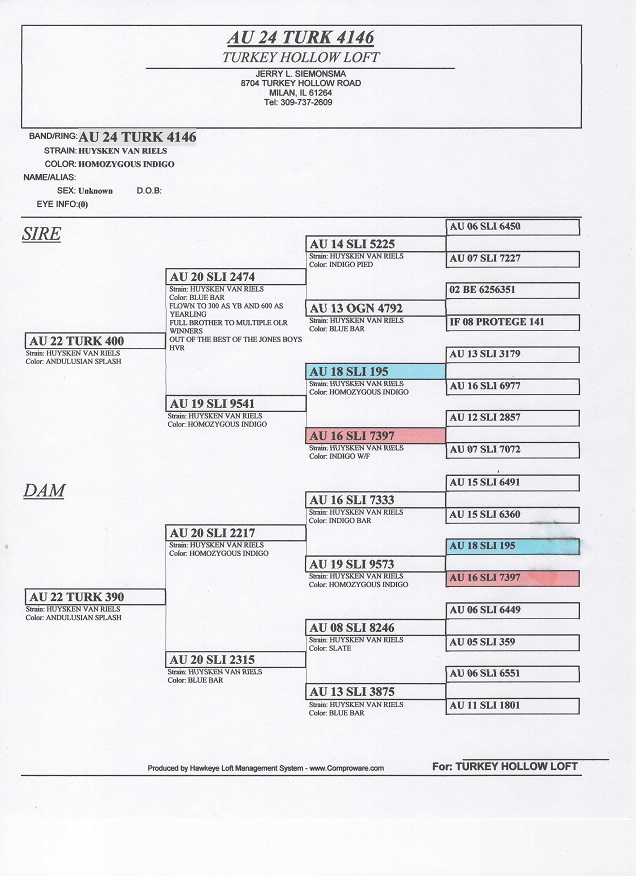ipigeon-racing-pigeon-auction