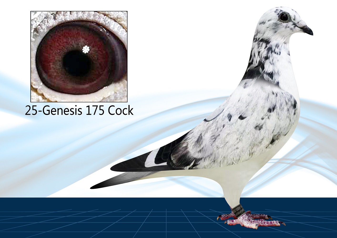 25-175(Cock) Proven Ludo Claessens Blood