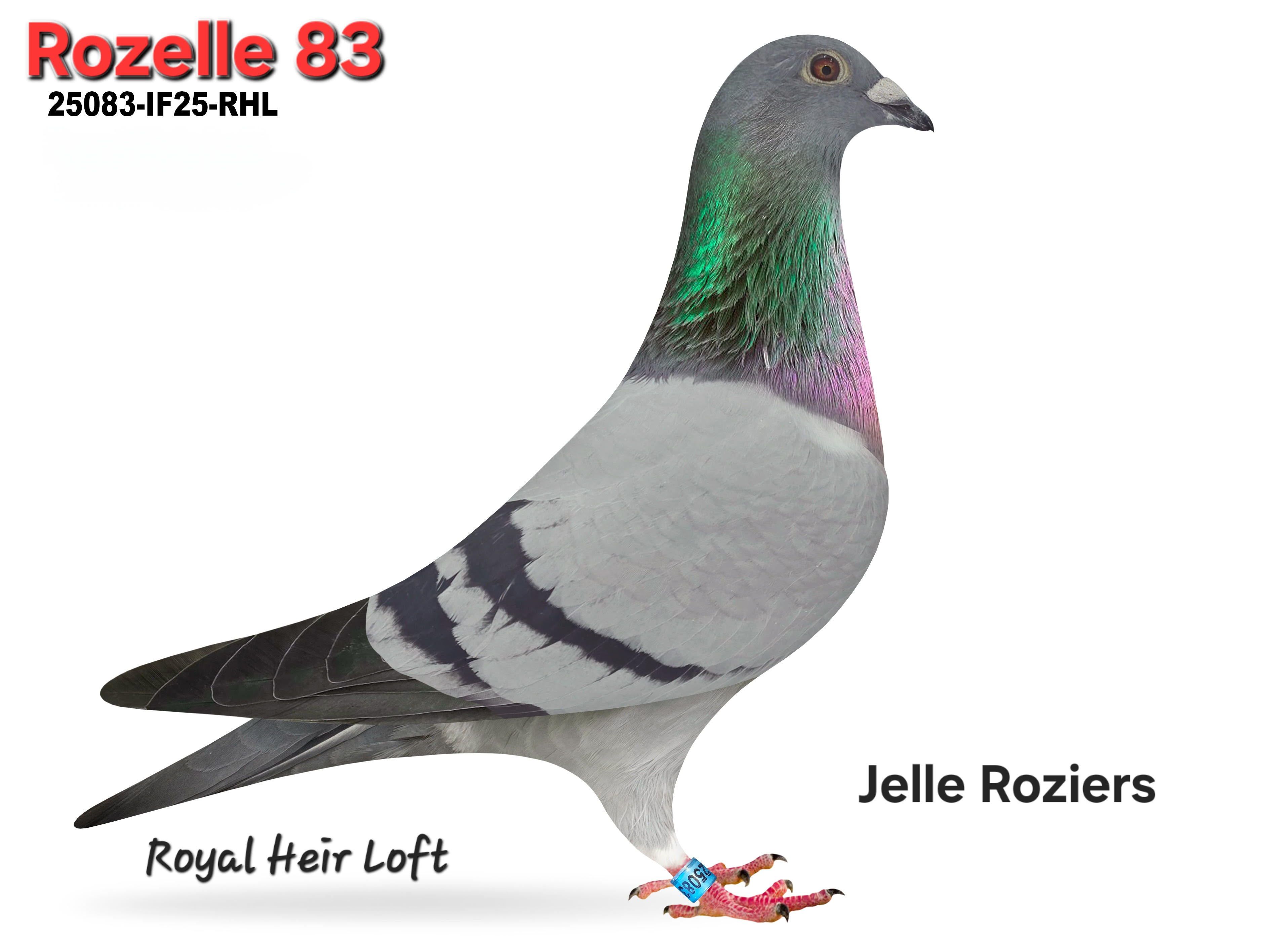 25083-IF25-RHL Medium Blue Hen