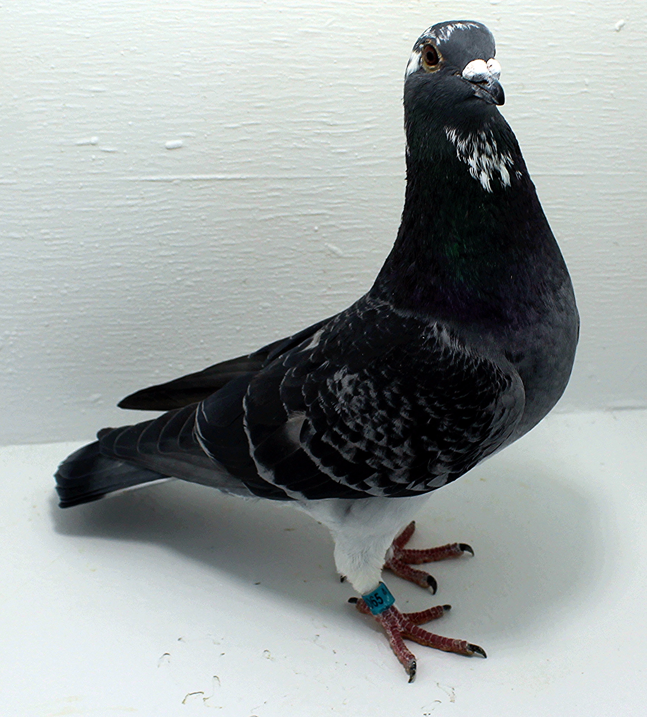 AU 20065 AA 2025 Pure Hansenne Cock