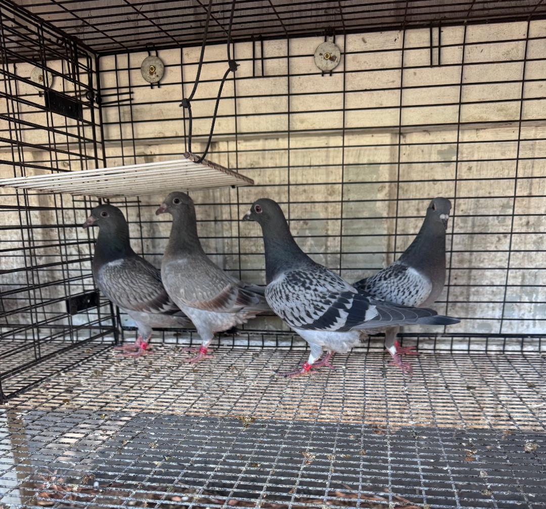 4 BIRD RACING OR BREEDING 