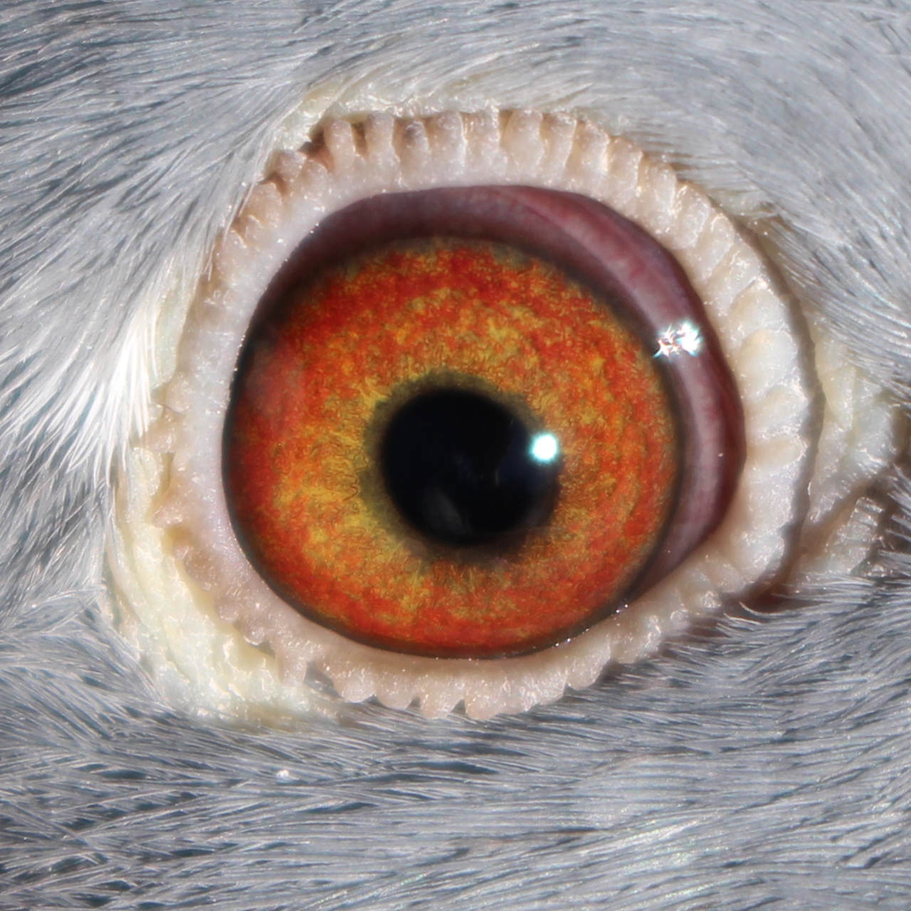 Preview Image 2