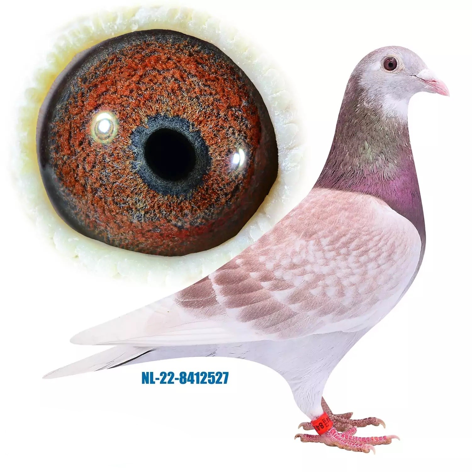 Preview Image 6