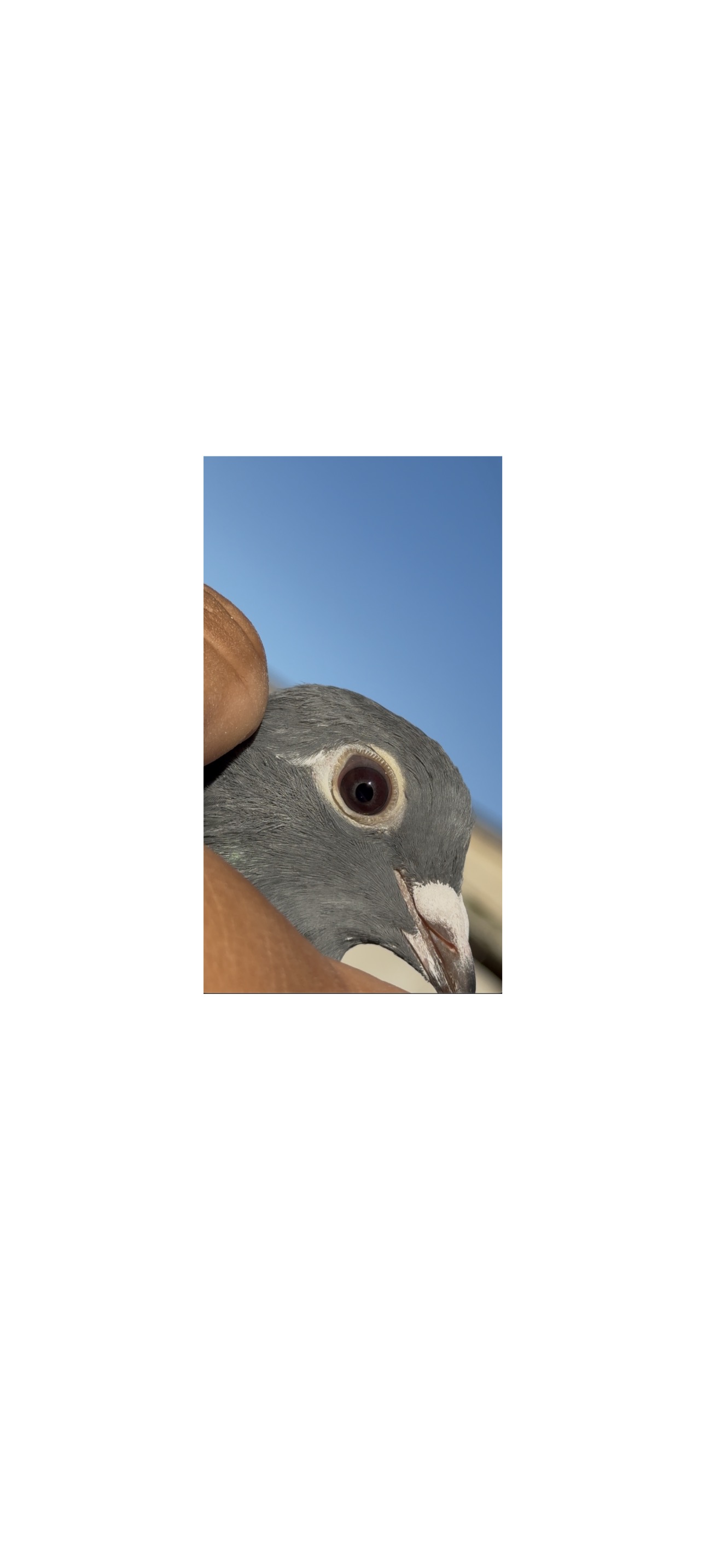 100% jan aarden hen violet eye 