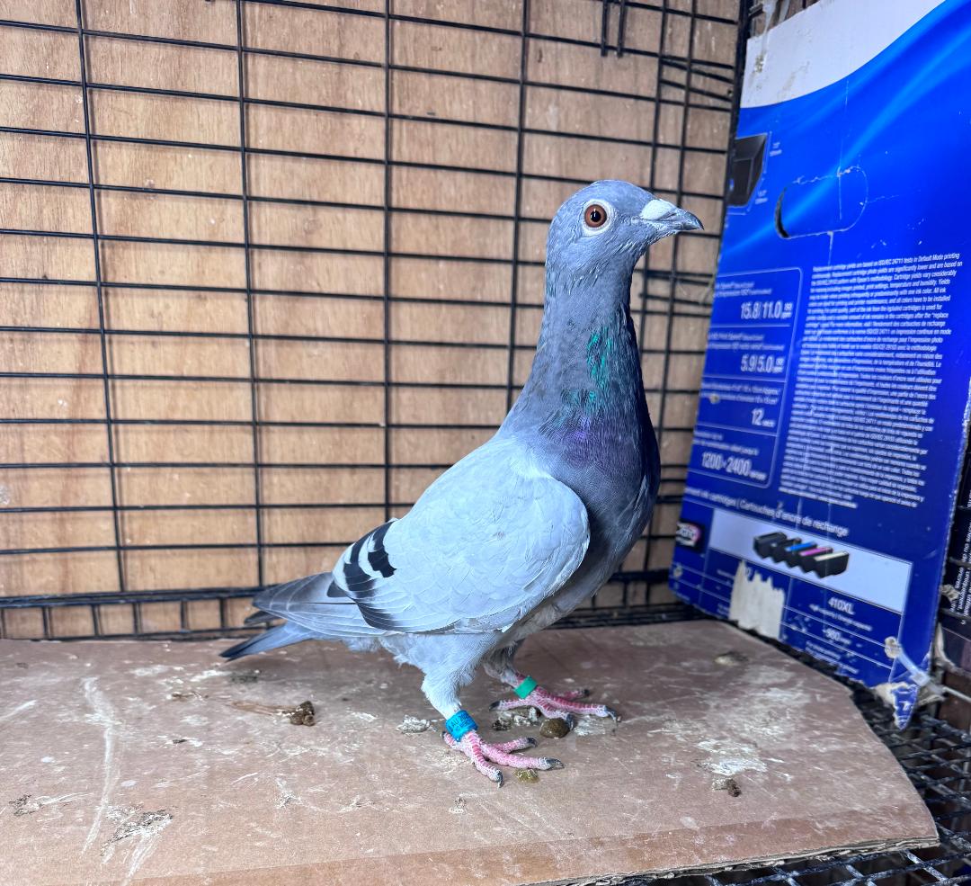 465 BB WOLVERINE HEN FROM 1ST PLACE WINNER