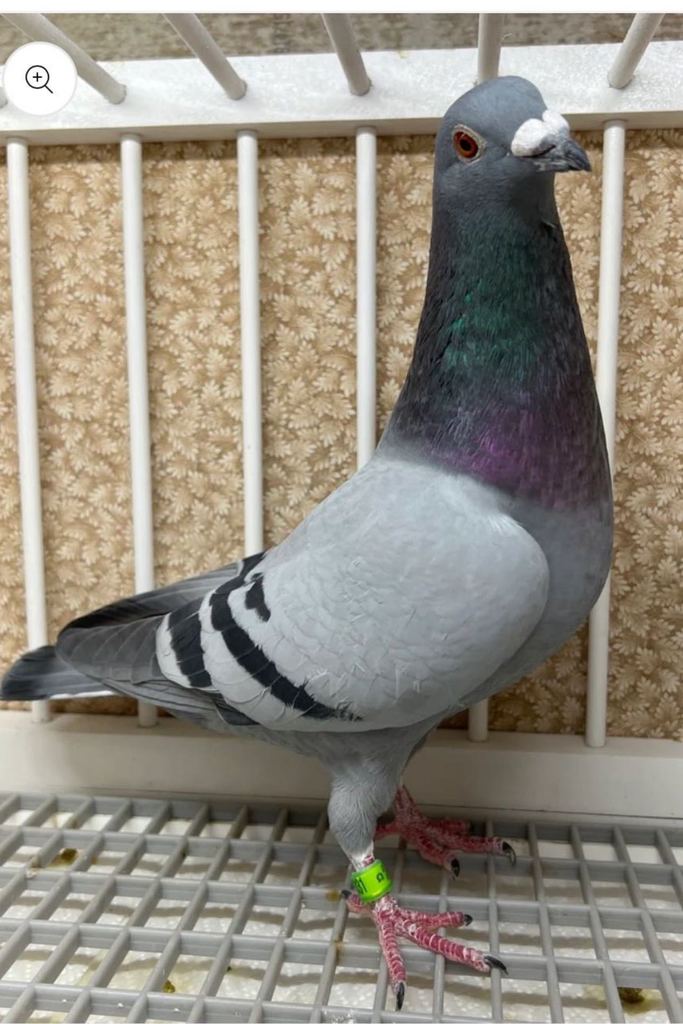 2023 AU 23 16031 BB COCK