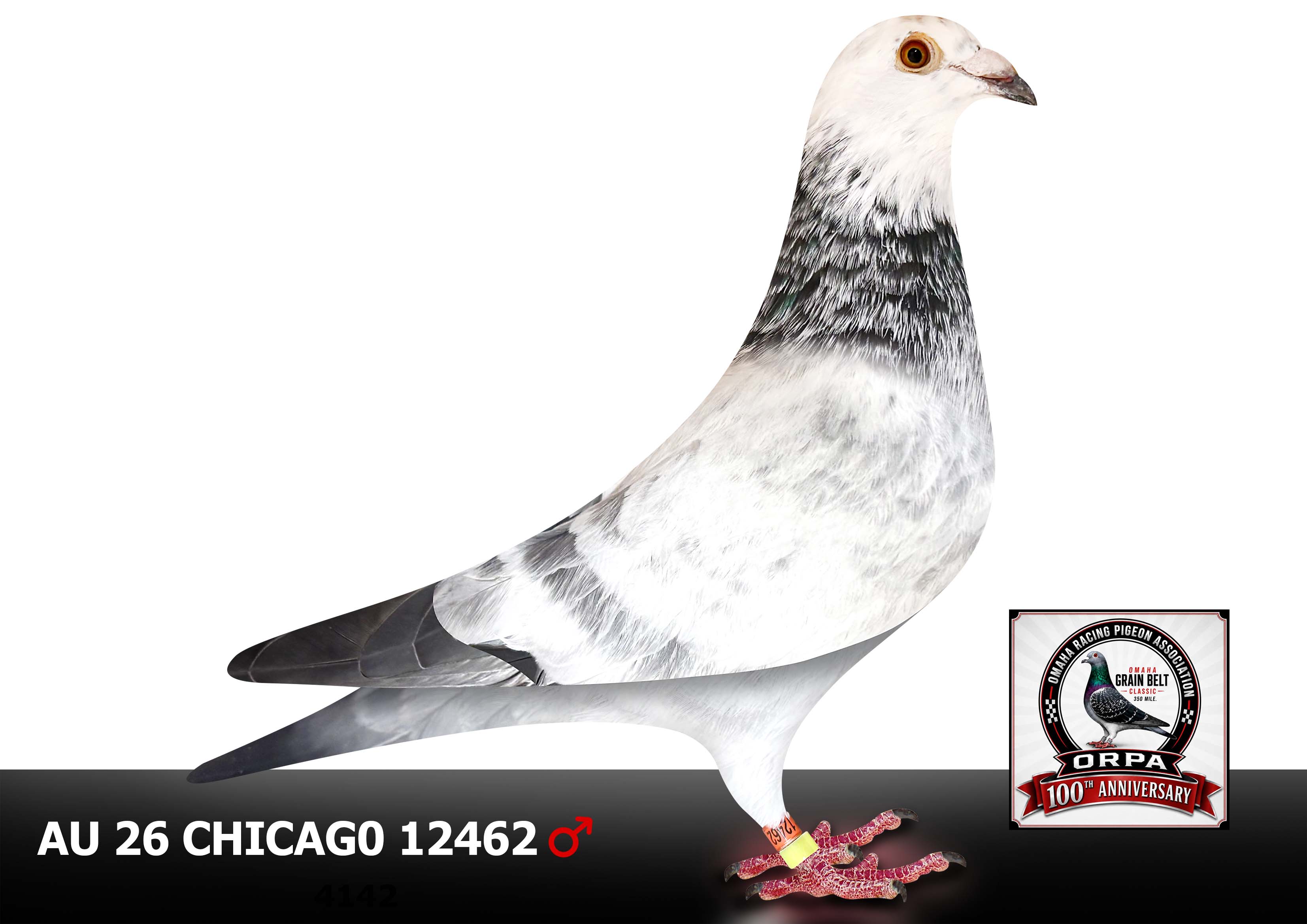 AU 26 Chicago12462 Cock
