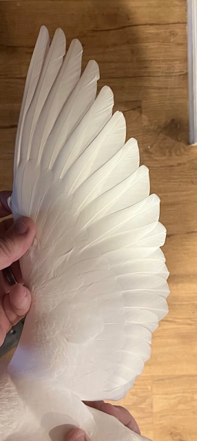 BREEDING COCK OFF IMPORTS