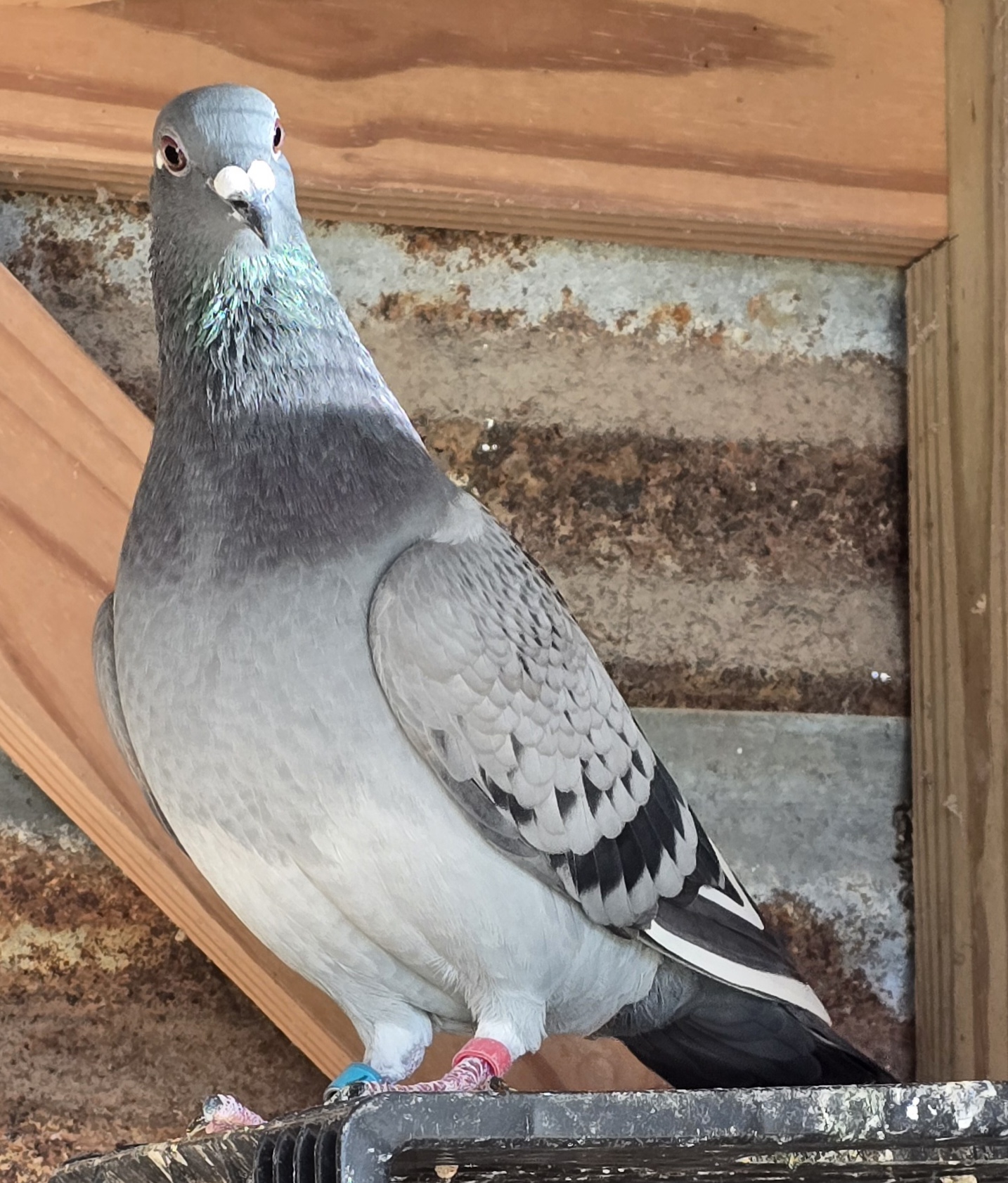 Greek/Sablon/Harry/Van Loon 