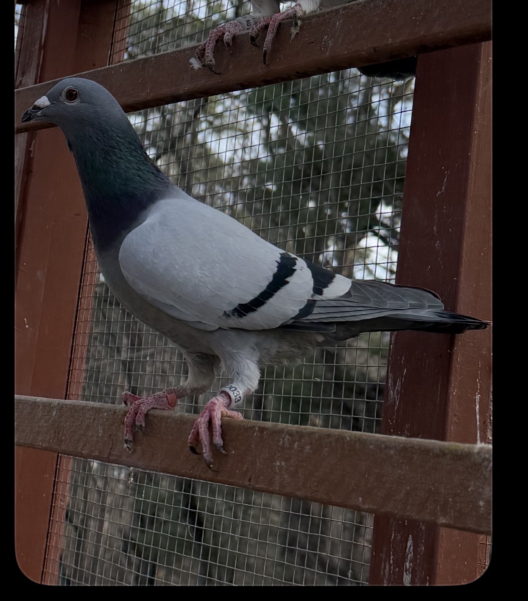 2025  AU 50033 ARoU Leo Hermans eijerkamp 
Cock