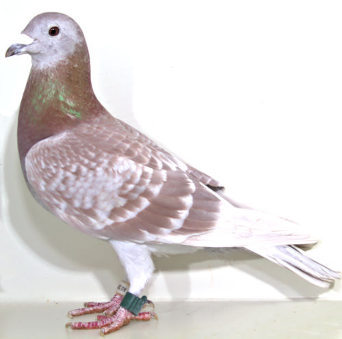 AU 17 SKY 333 RED CHECK HEN