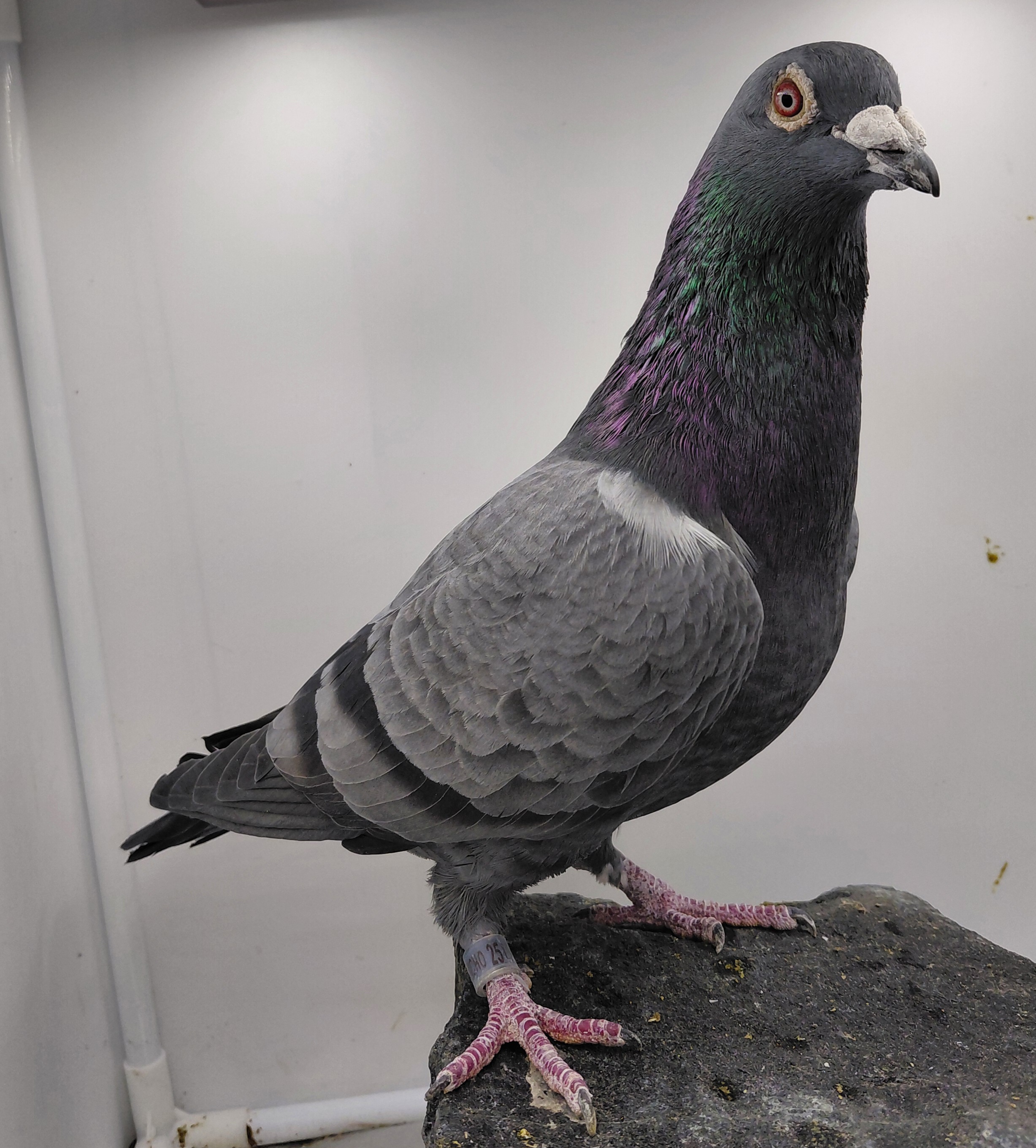 EL VICHO 2515-23 BLACK COCK