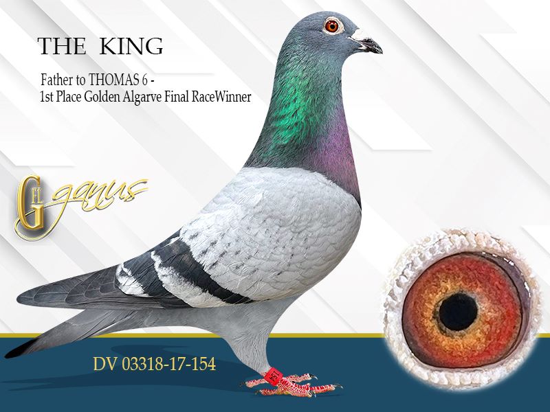 GFL 244-2025 Blue Male