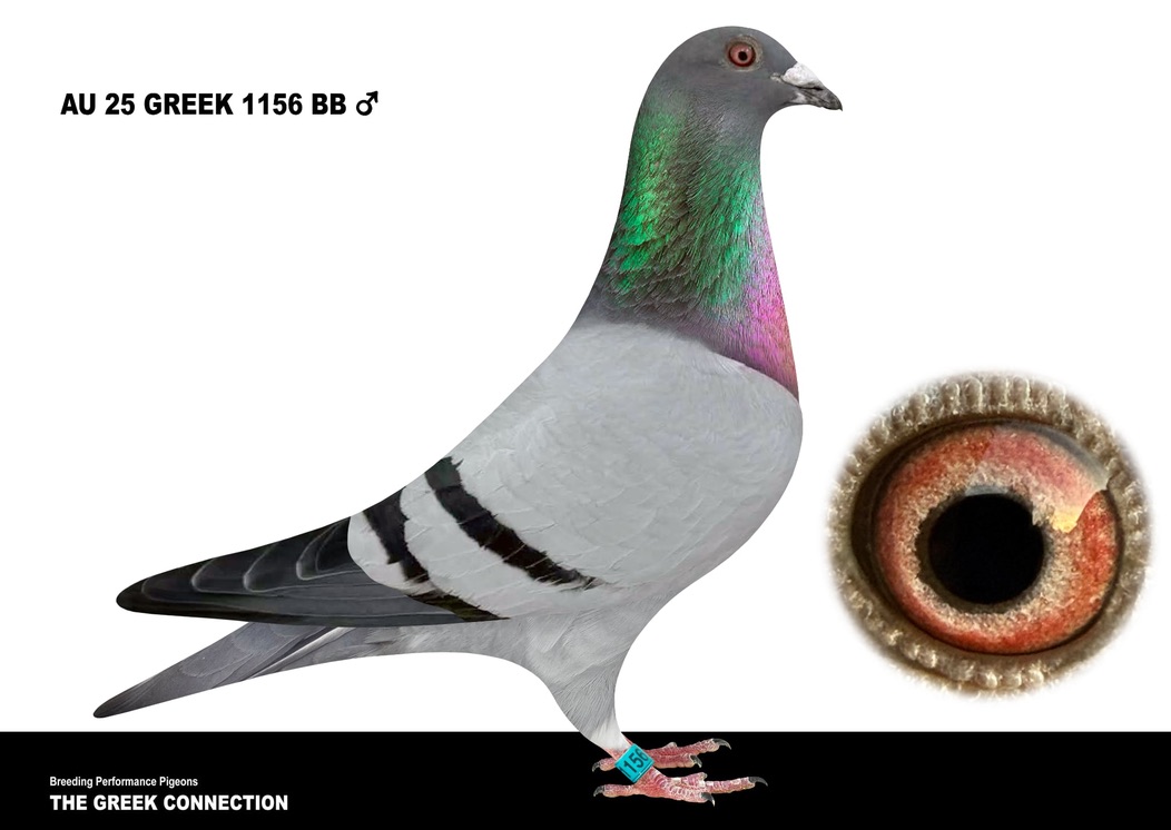 AU 25 GREEK 1156 BB COCK