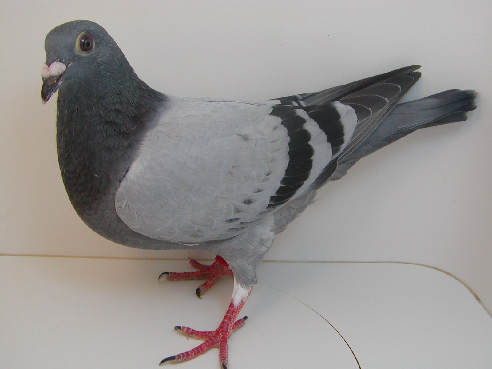 AU 22 JEDDS 925 "PIN-POINT" BEKAERT  BLUE BAR COCK