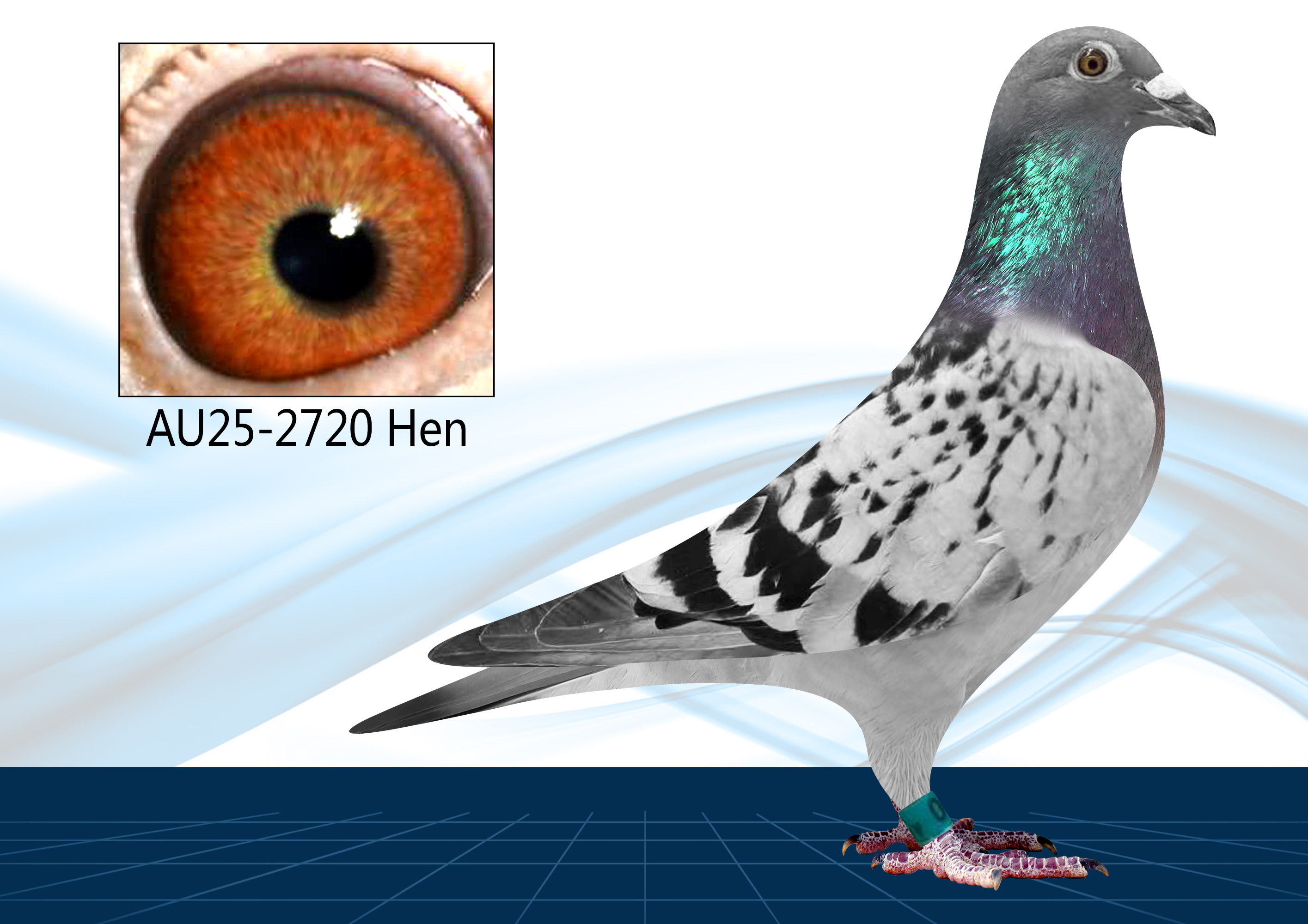 AU25-2720(Hen) Long Distance Special