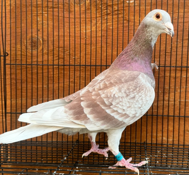 Red Daniel Van reet X surebet mueleman