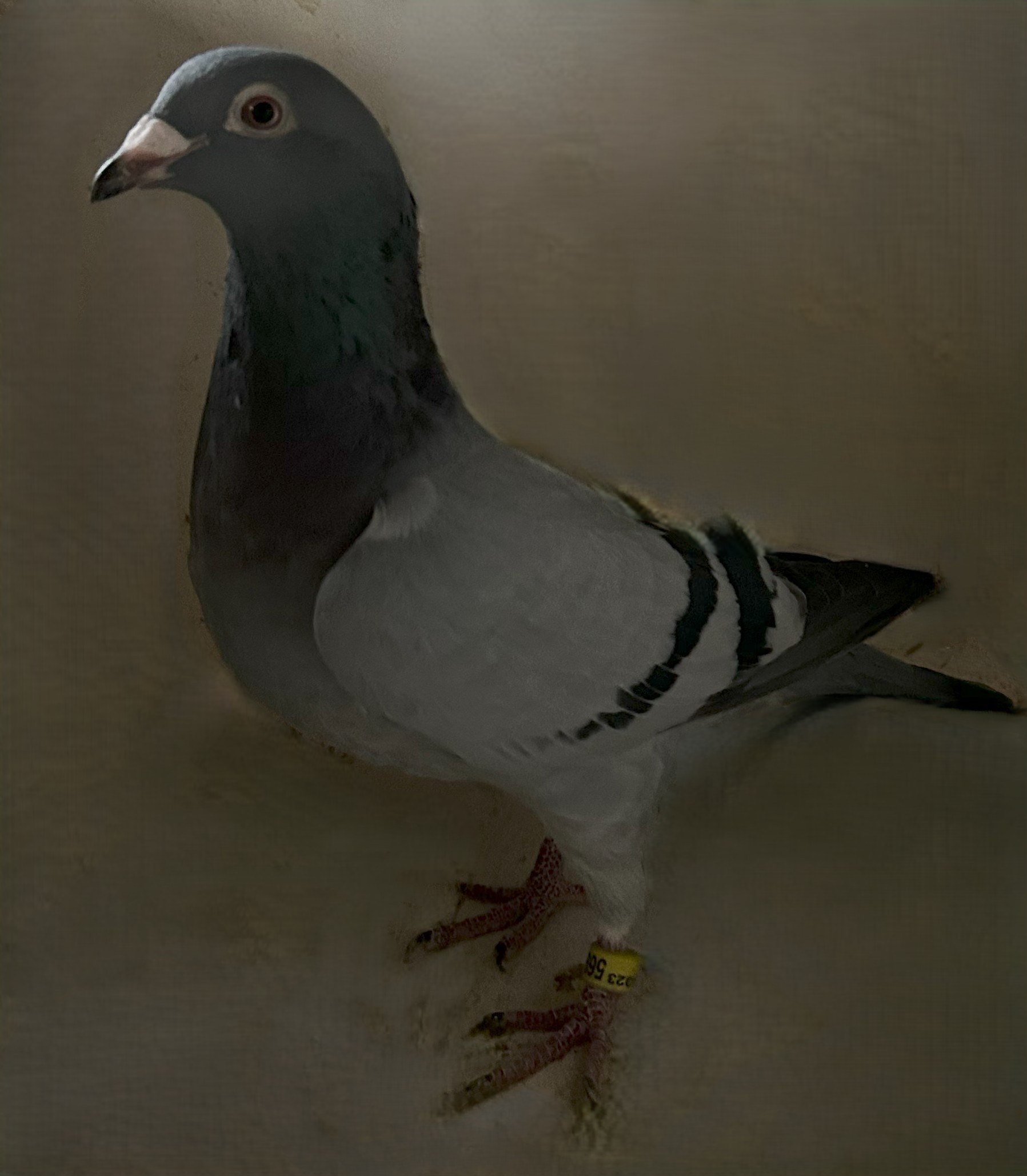 2023 Neil 56938 Blood Line of 10 Nat Ace Sprint "KBDB 2018" BB