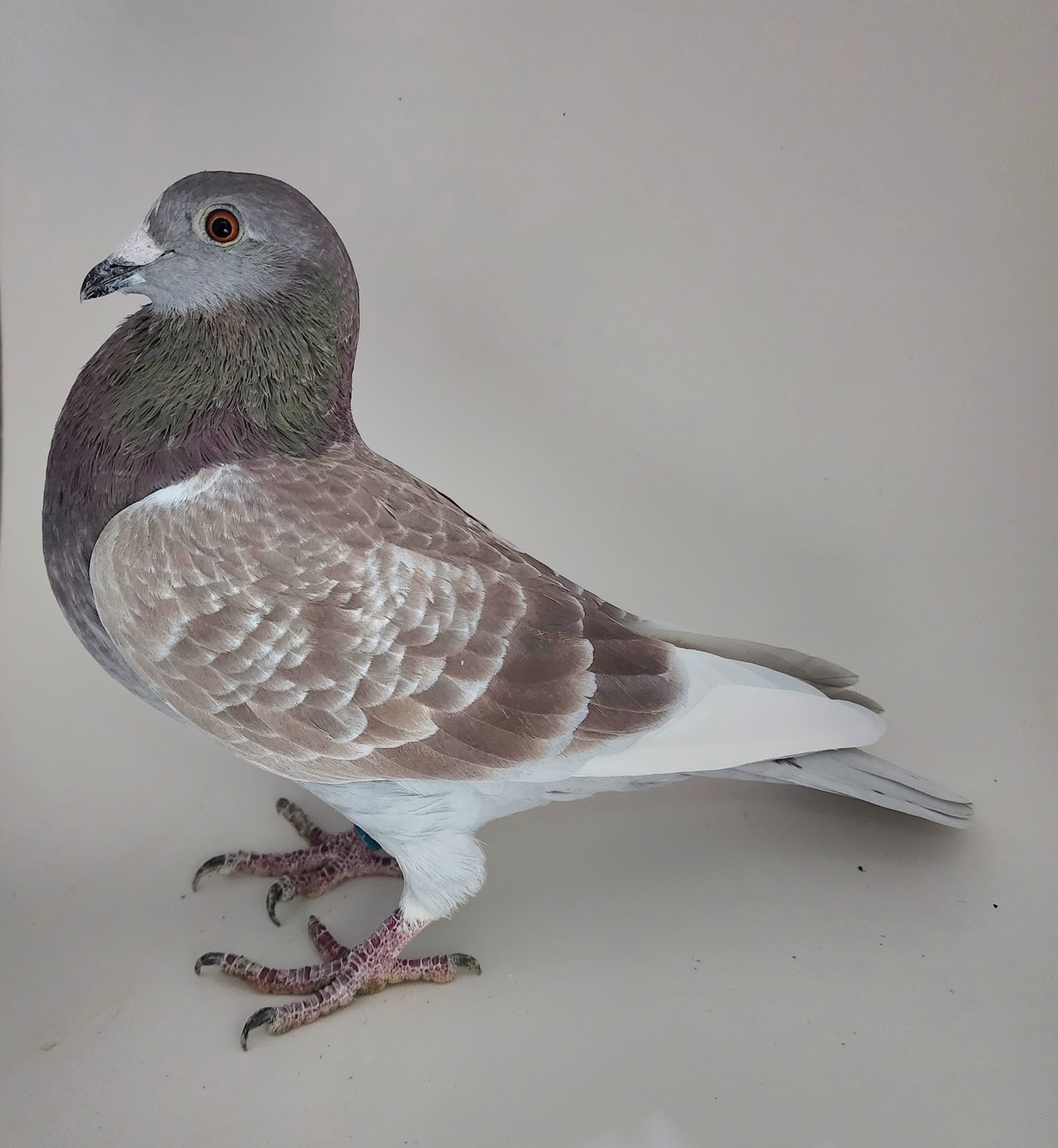 AU CHICAGO 2025 2284 COCK