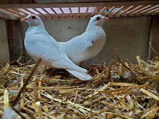 White Homing Pigeons 