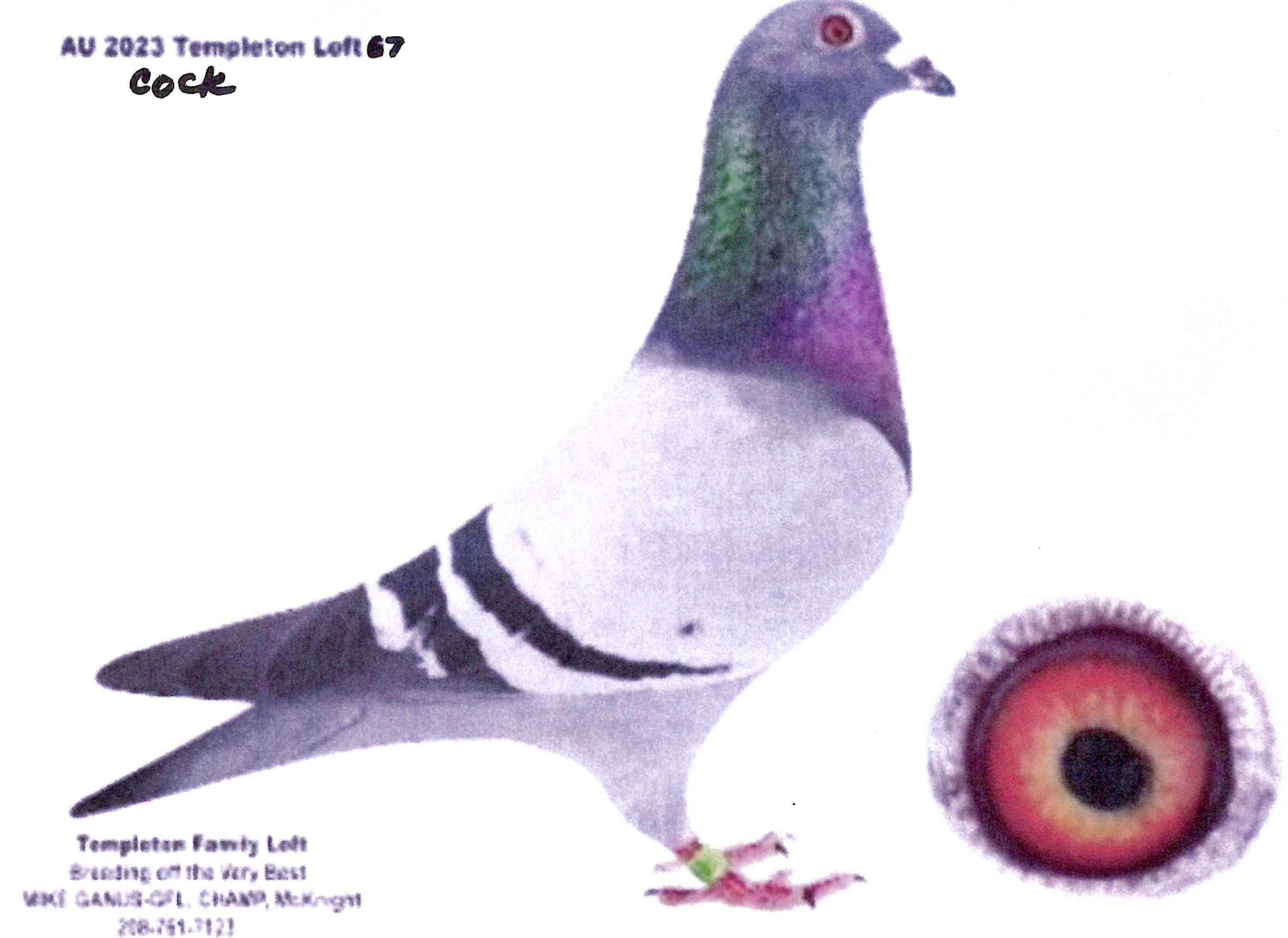 2023-TEMPLETON LOFT-67-COCK