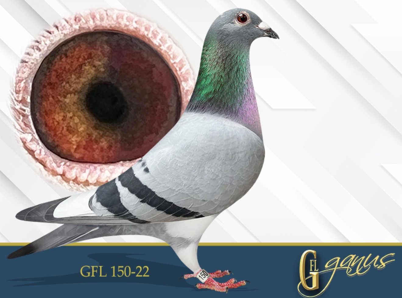GFL 150