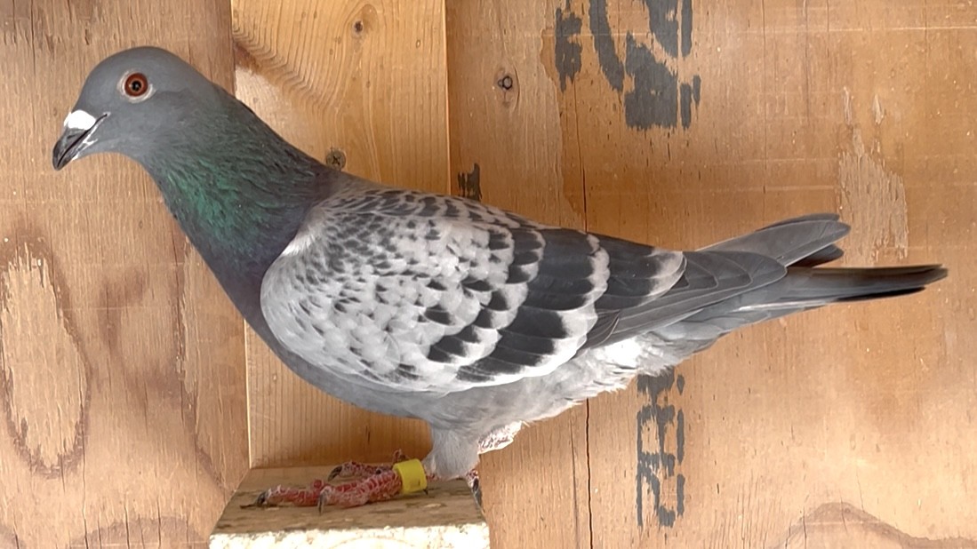 Linebred Corvette Blood