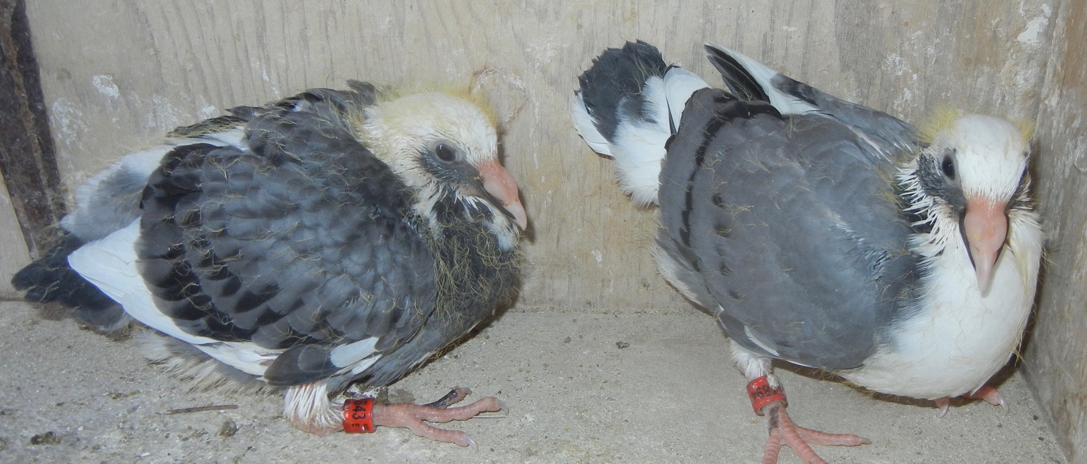 #1843 and #1894 nestmates HVR / IMBRECHT / GRIZZLE BLOODLINES