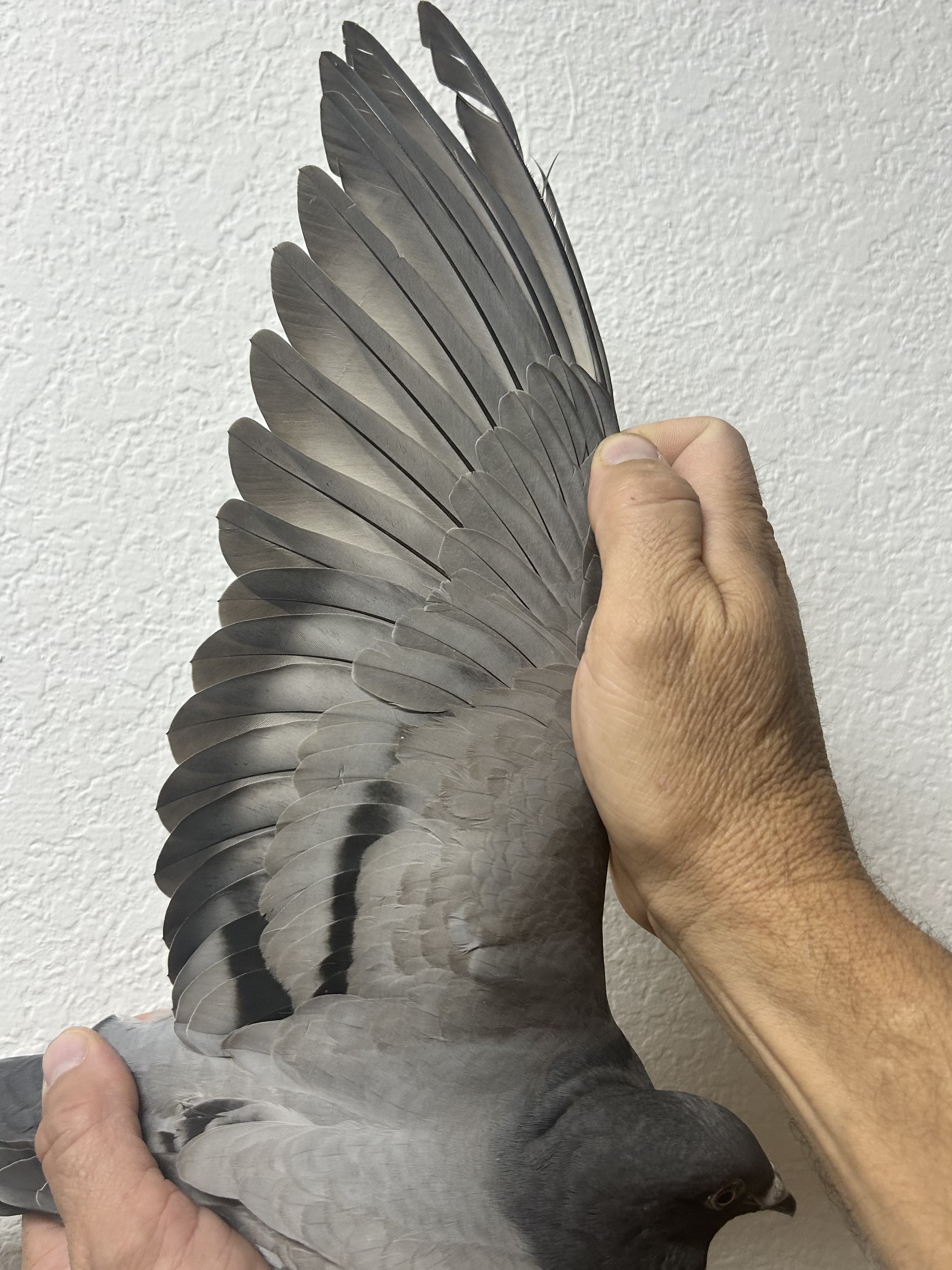 Preview Image 3