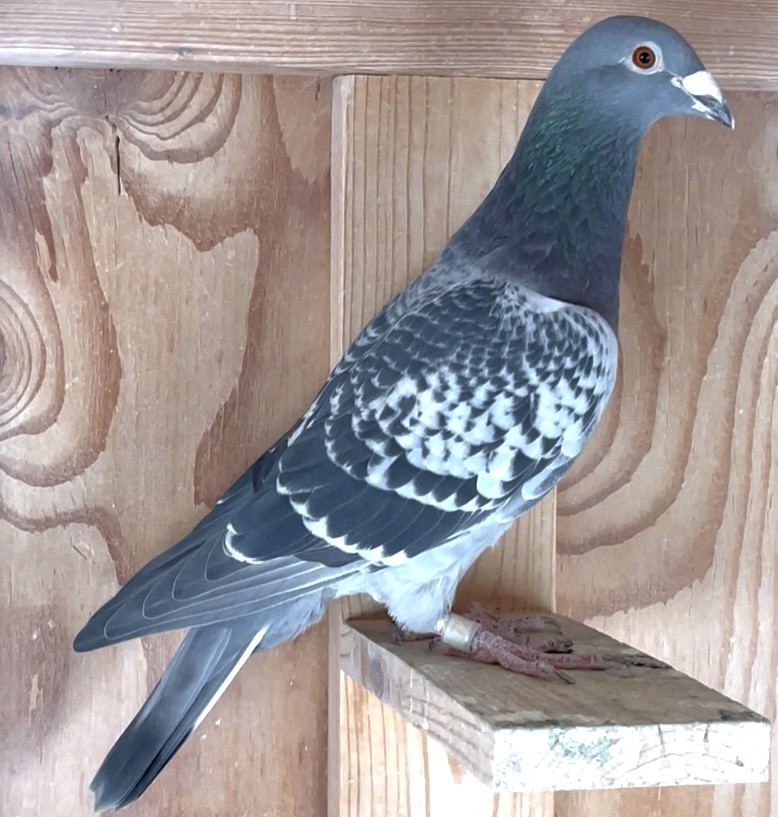 Direct from Greg Rockets