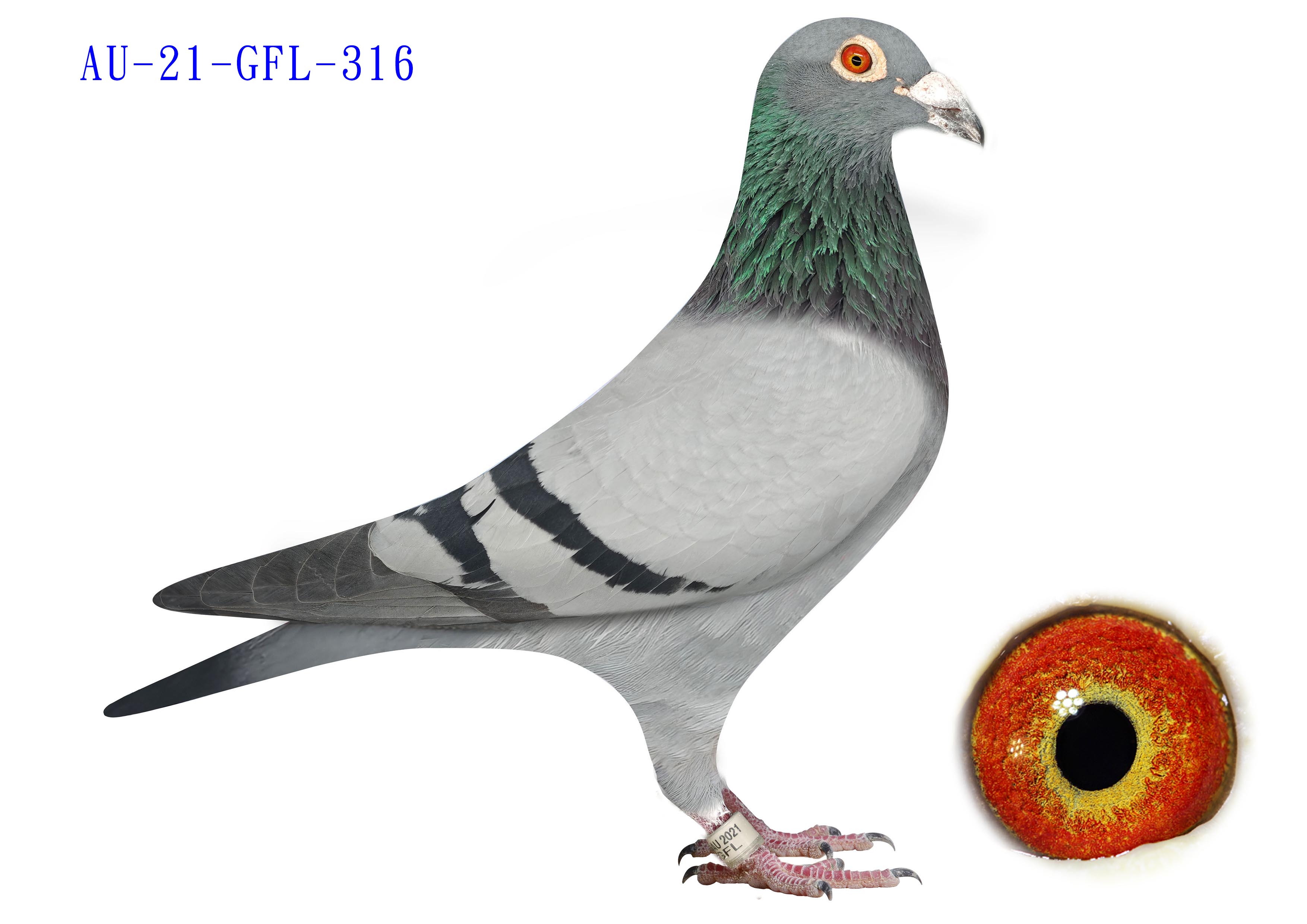 GFL 316-2021 - BB - Cock