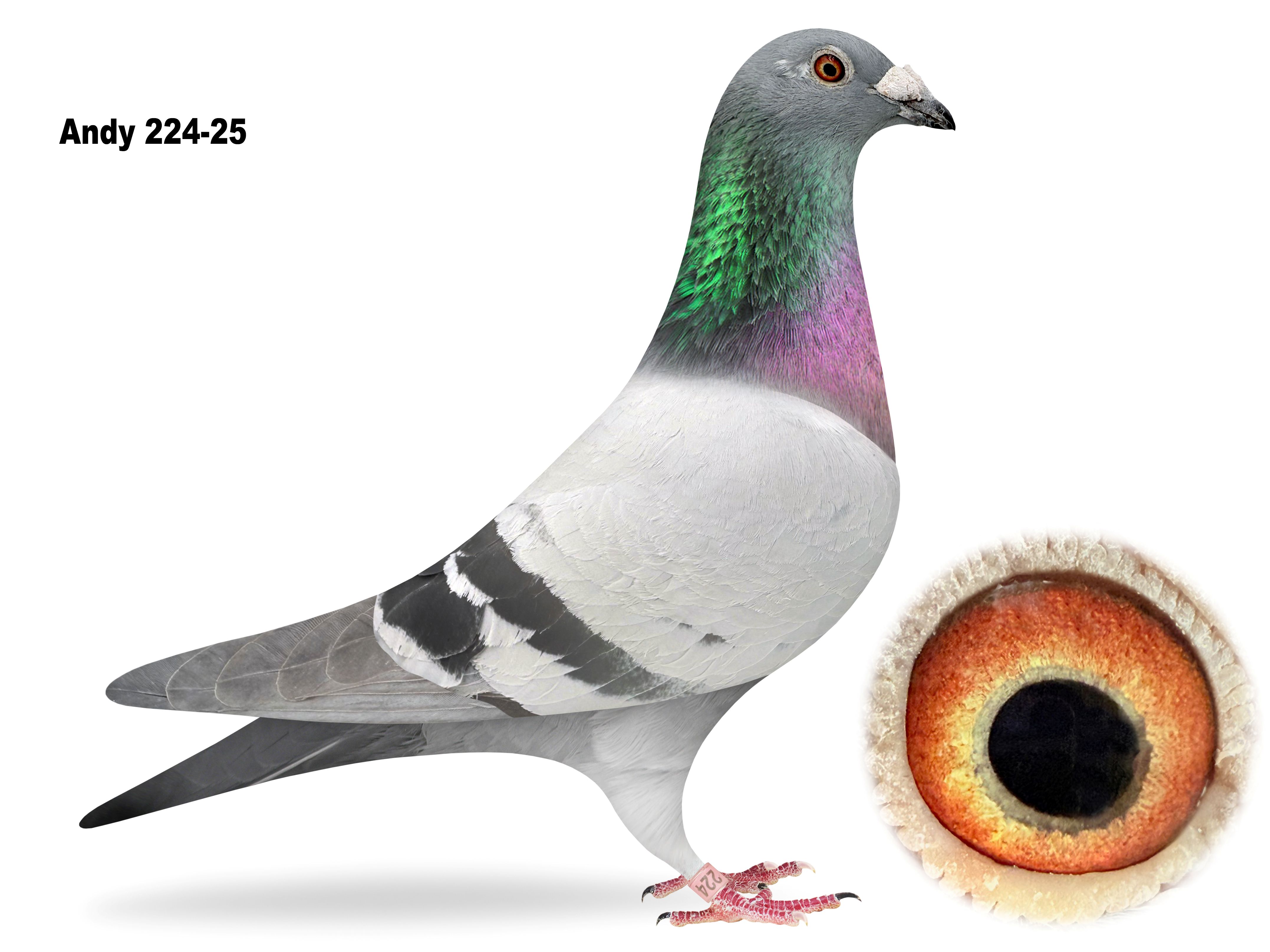 ANDY 224-2025
