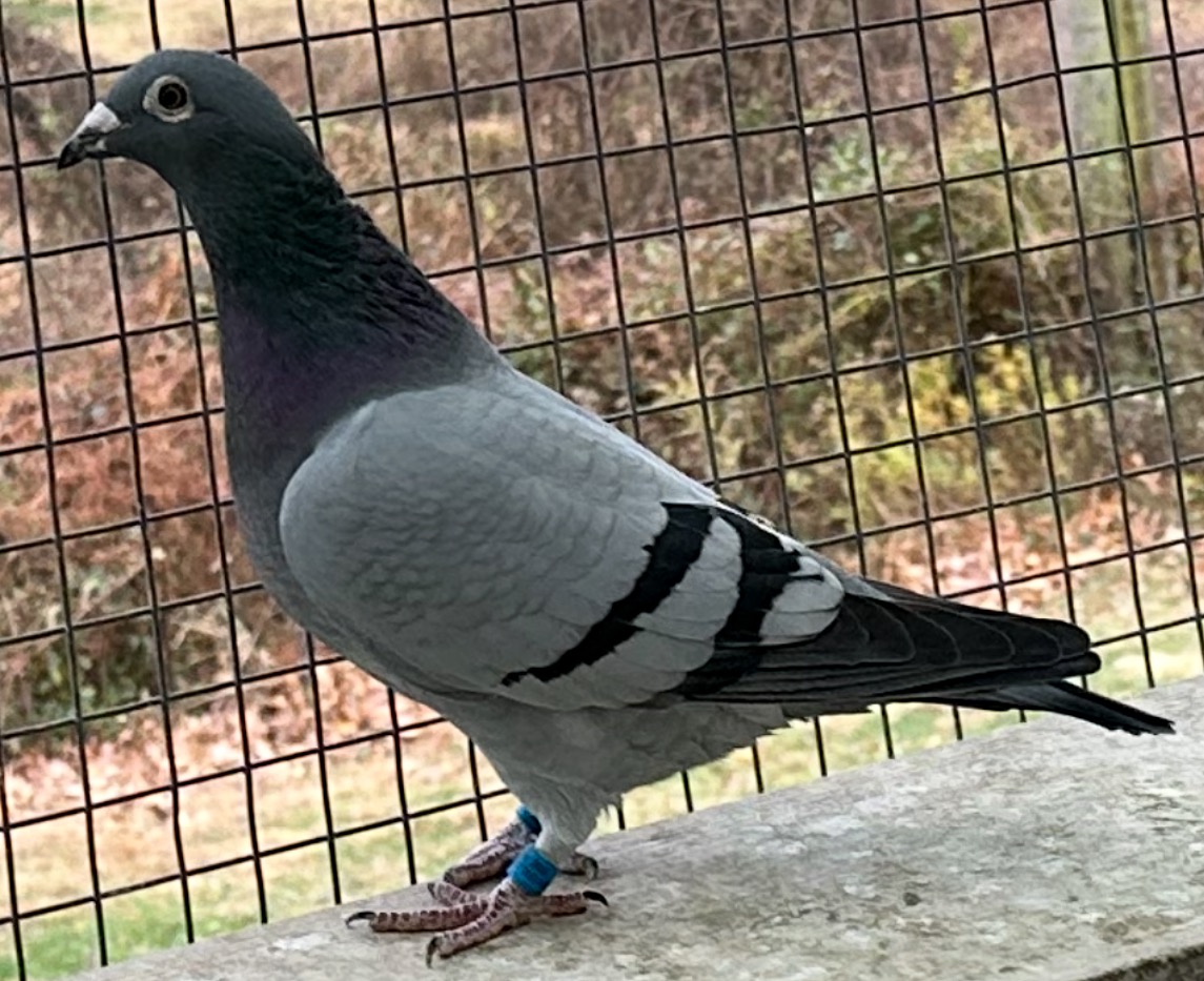 Gaby Vandenabeele hen 