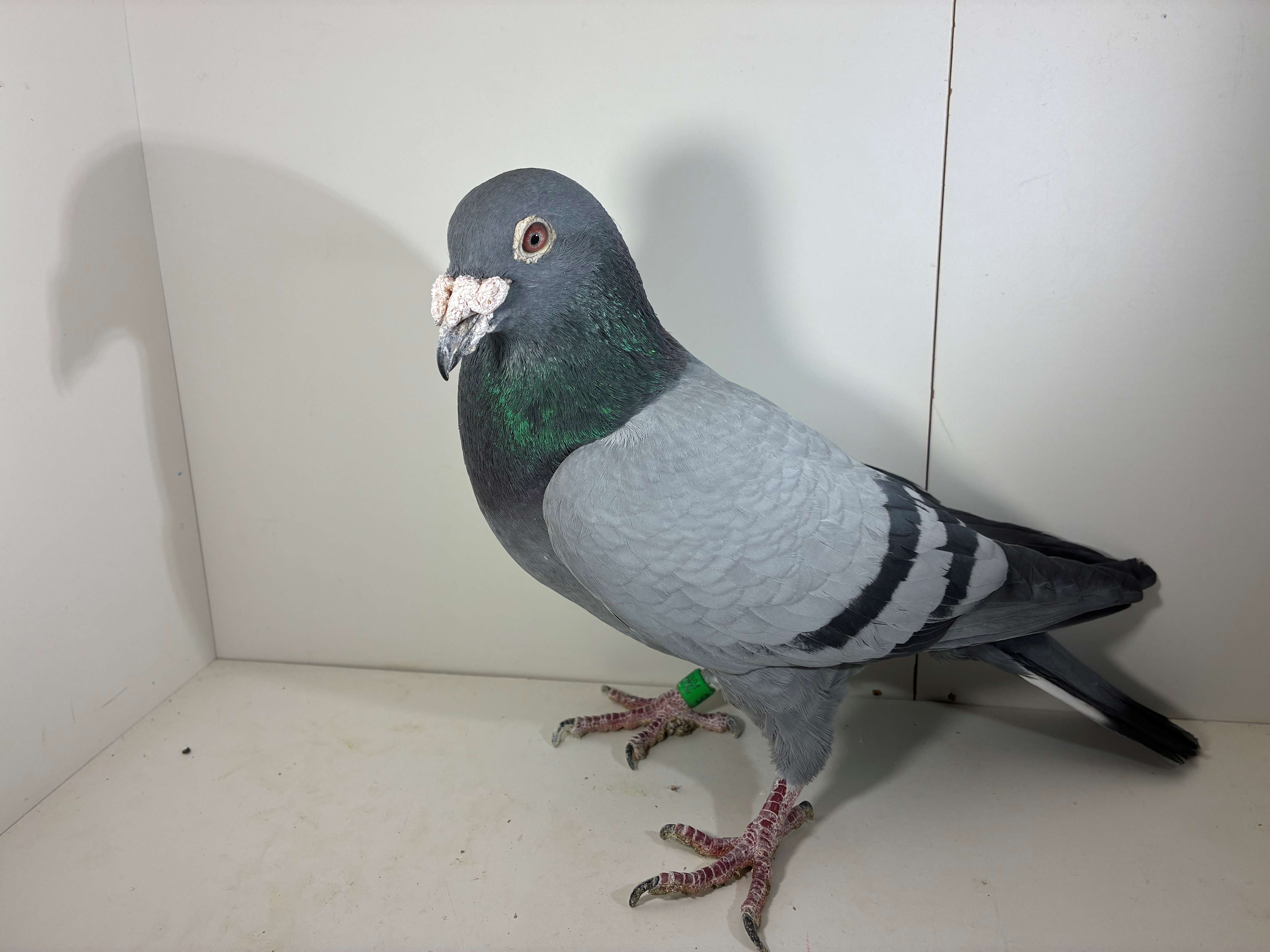 185-15-JRF DEVRIENT-VAN LOON 