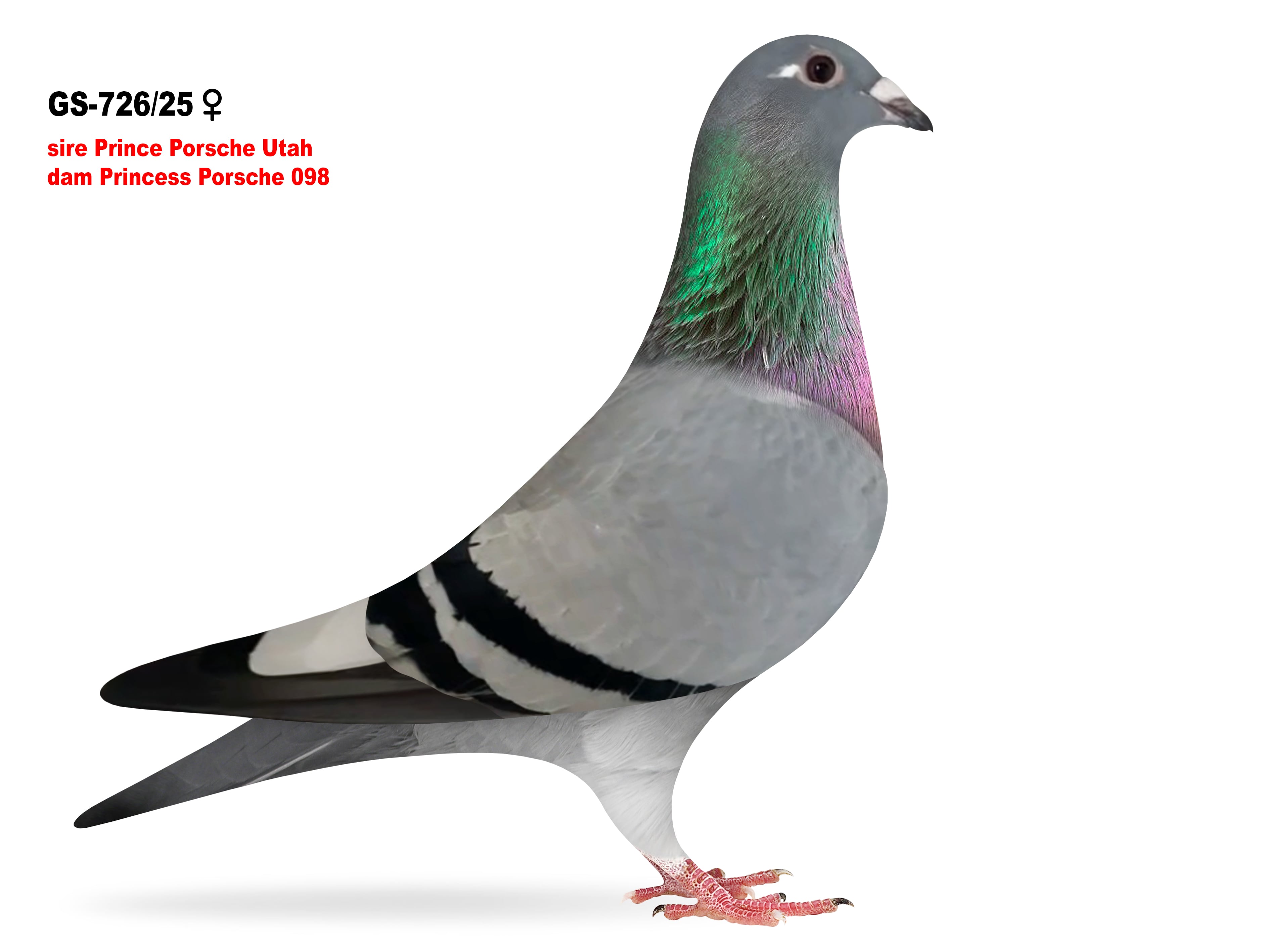 GS-726/25 Inbred Prince Porsche