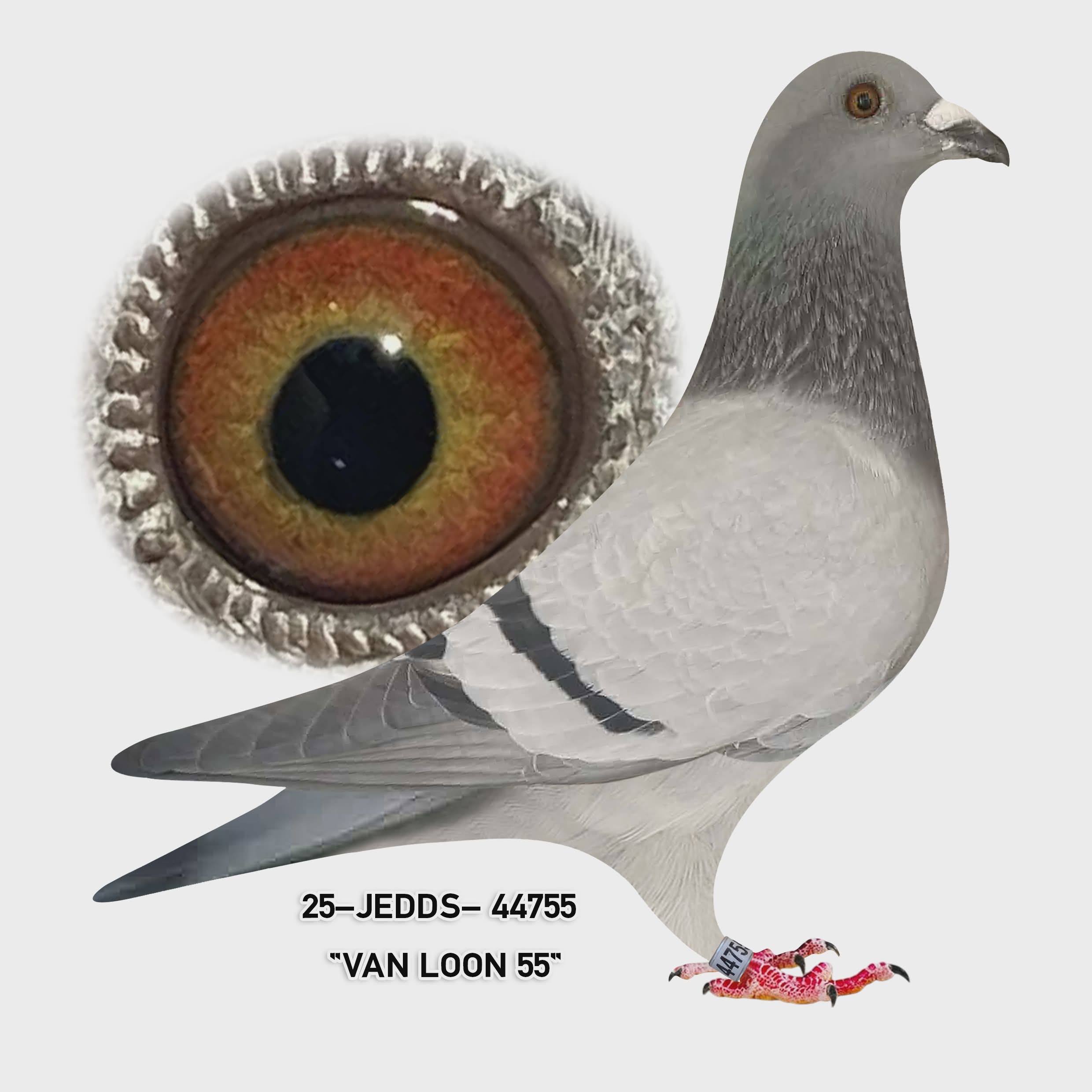 25-JEDDS-44755 Blue Bar Hen.