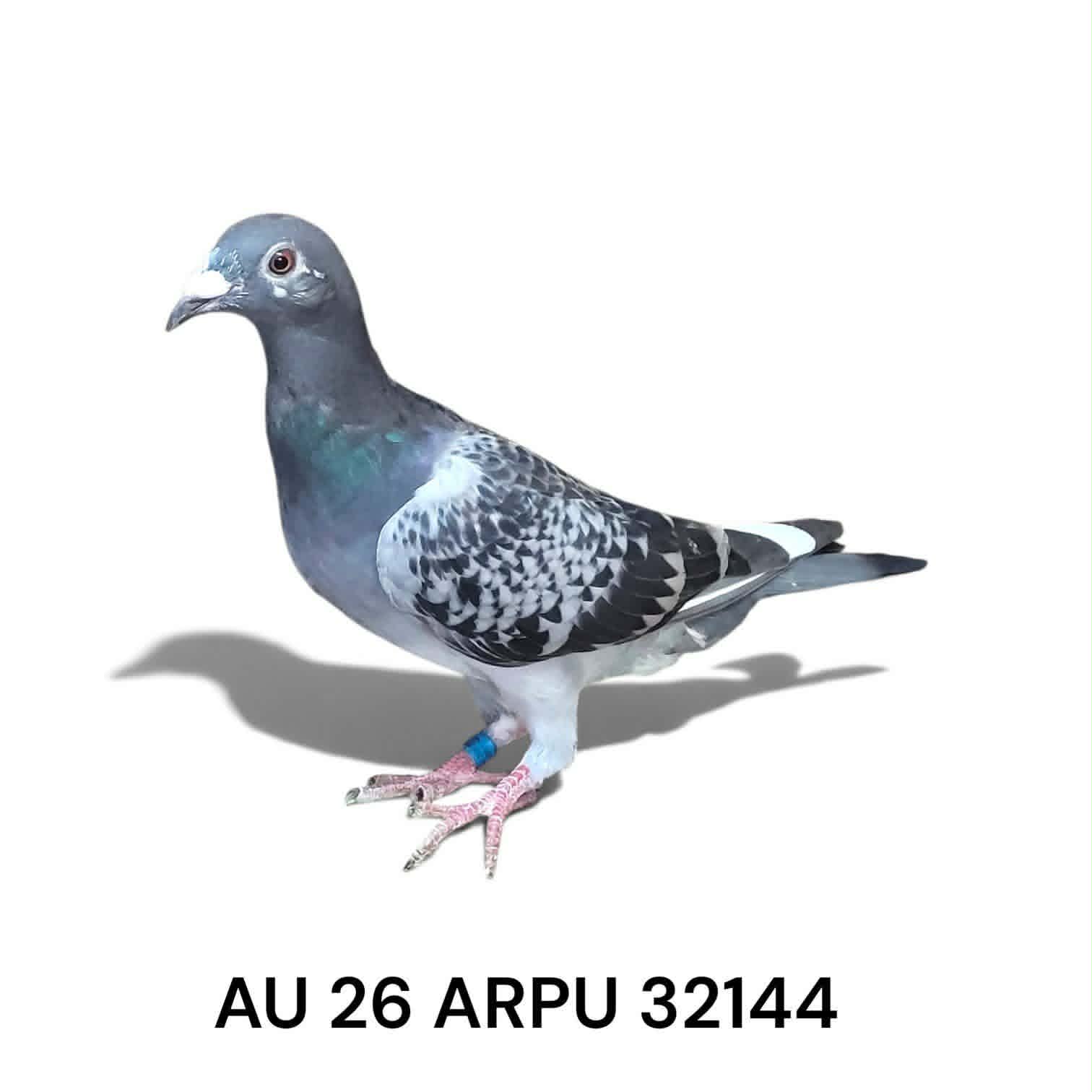 AU 26 ARPU 32144 Cock