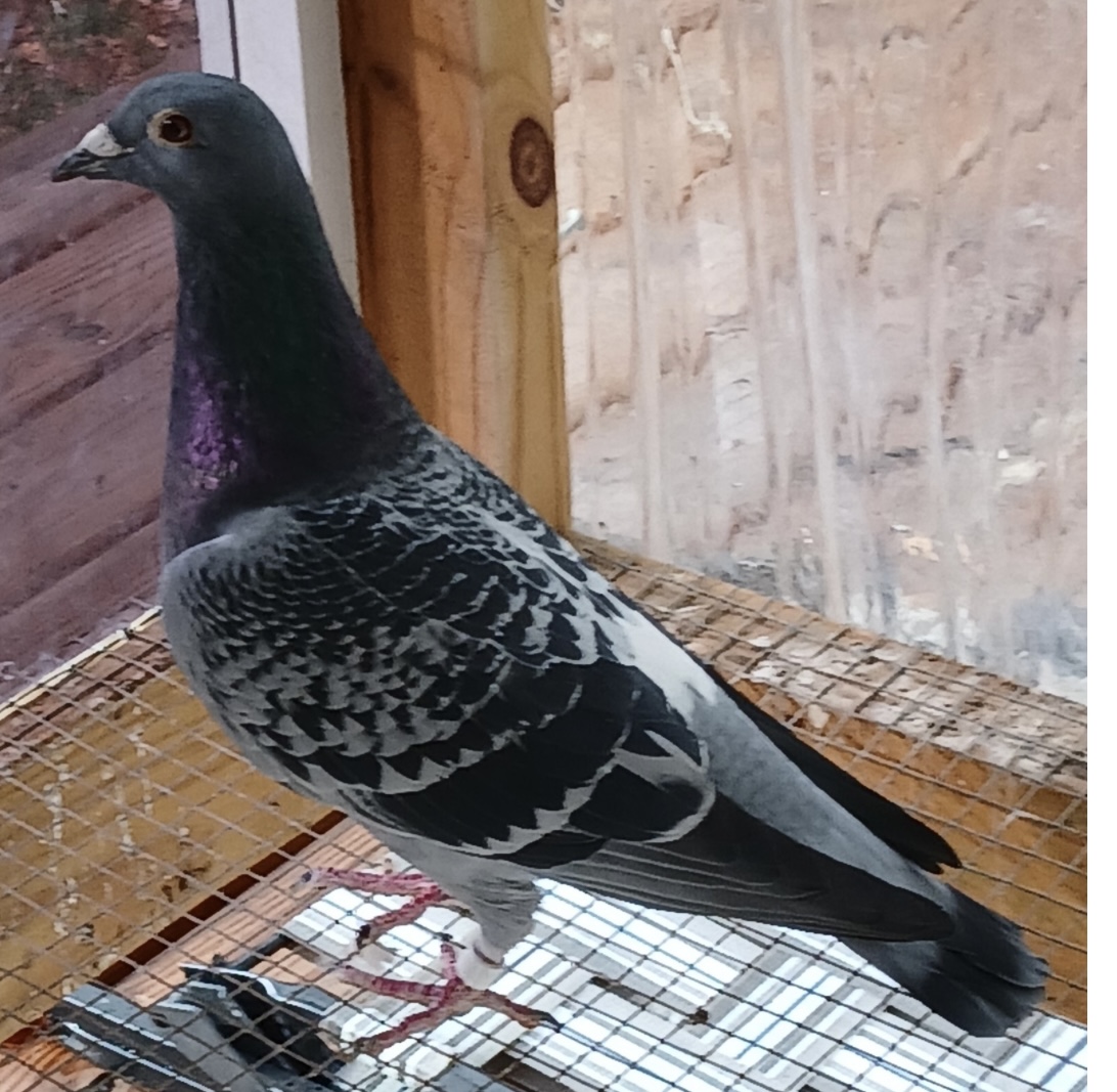 IF 2025 52384 BLUE CH COCK