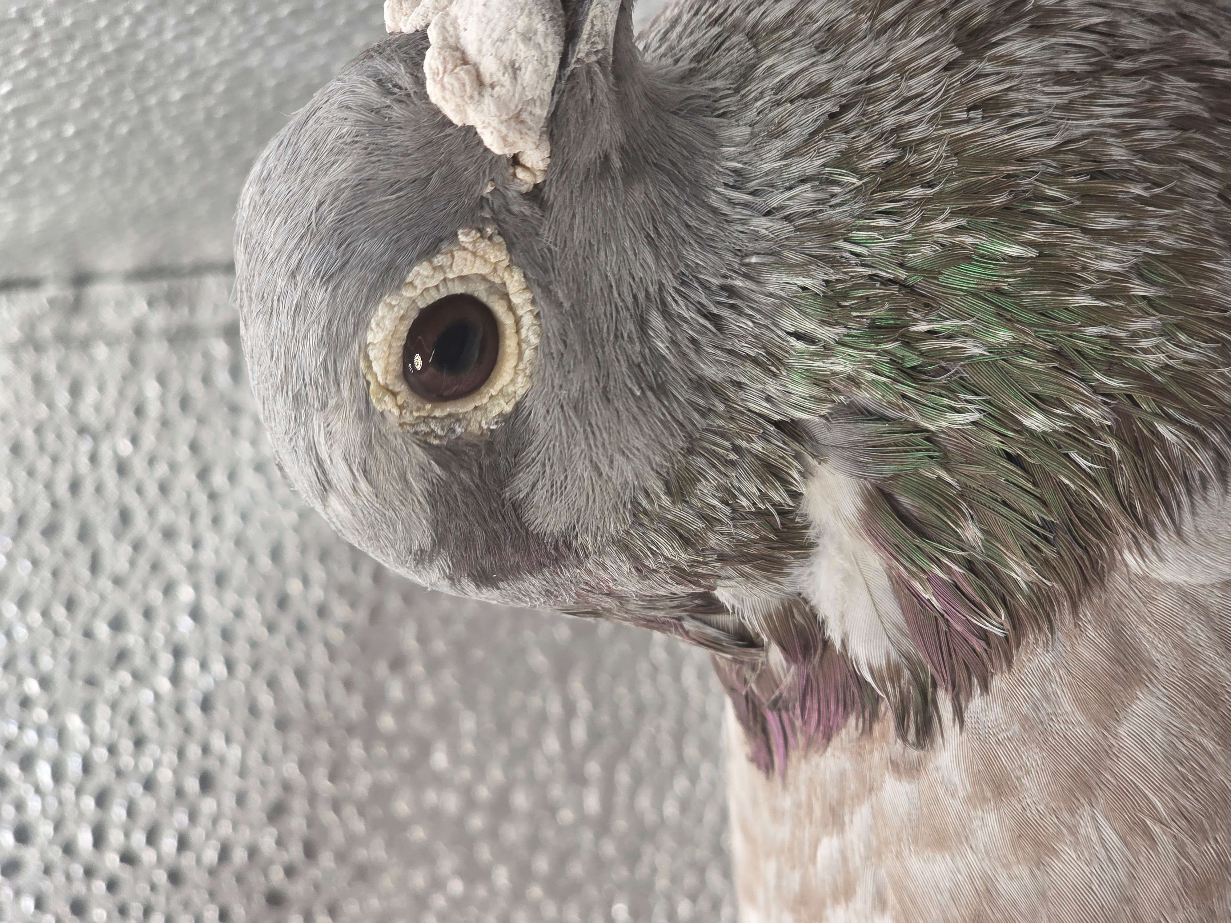 iPigeon.com - Racing Pigeon Auction